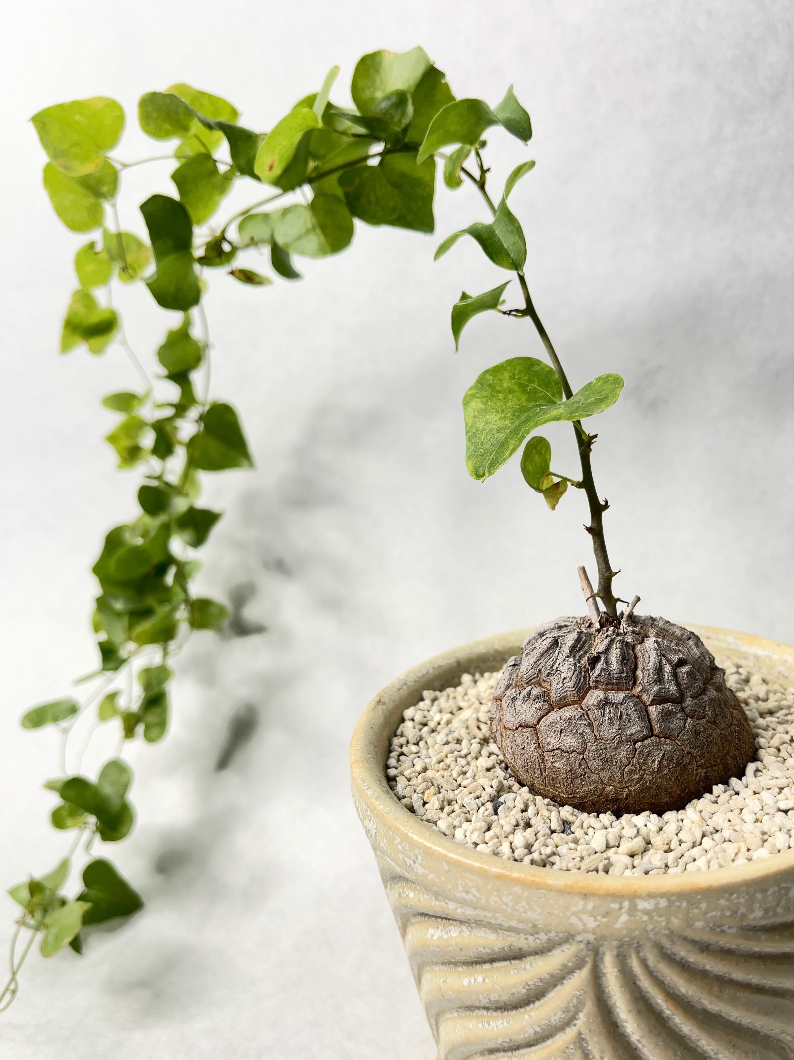 新里竜子 | trigger