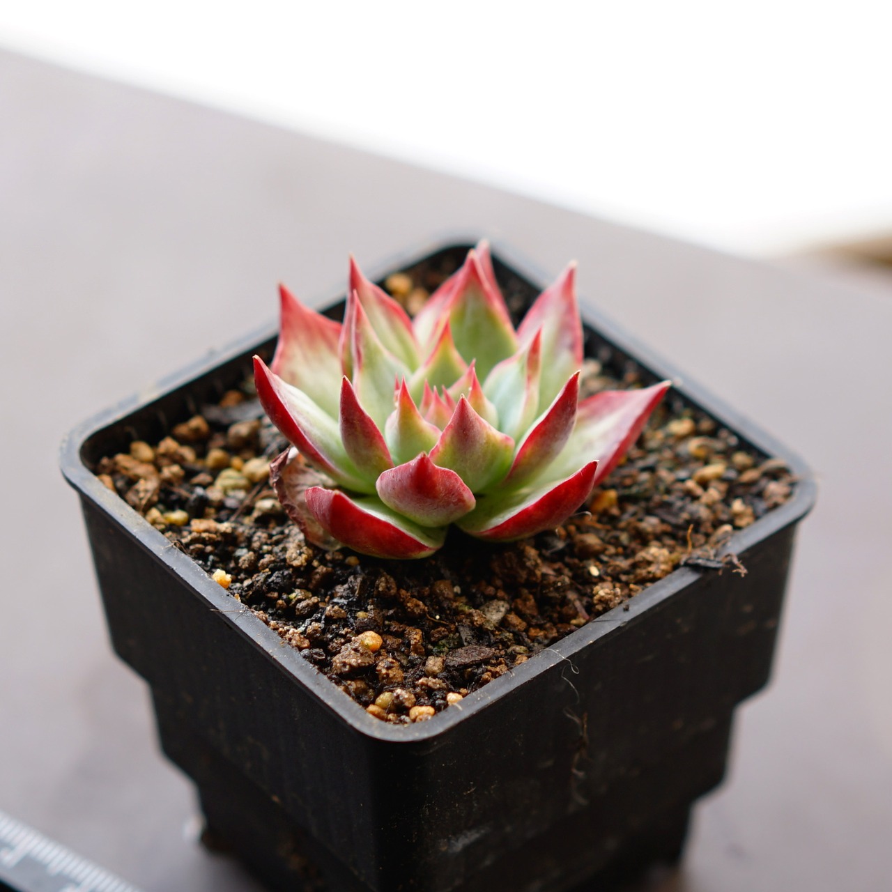 抜き苗 カシオ チビ苗 Echeveria 'Cacio'