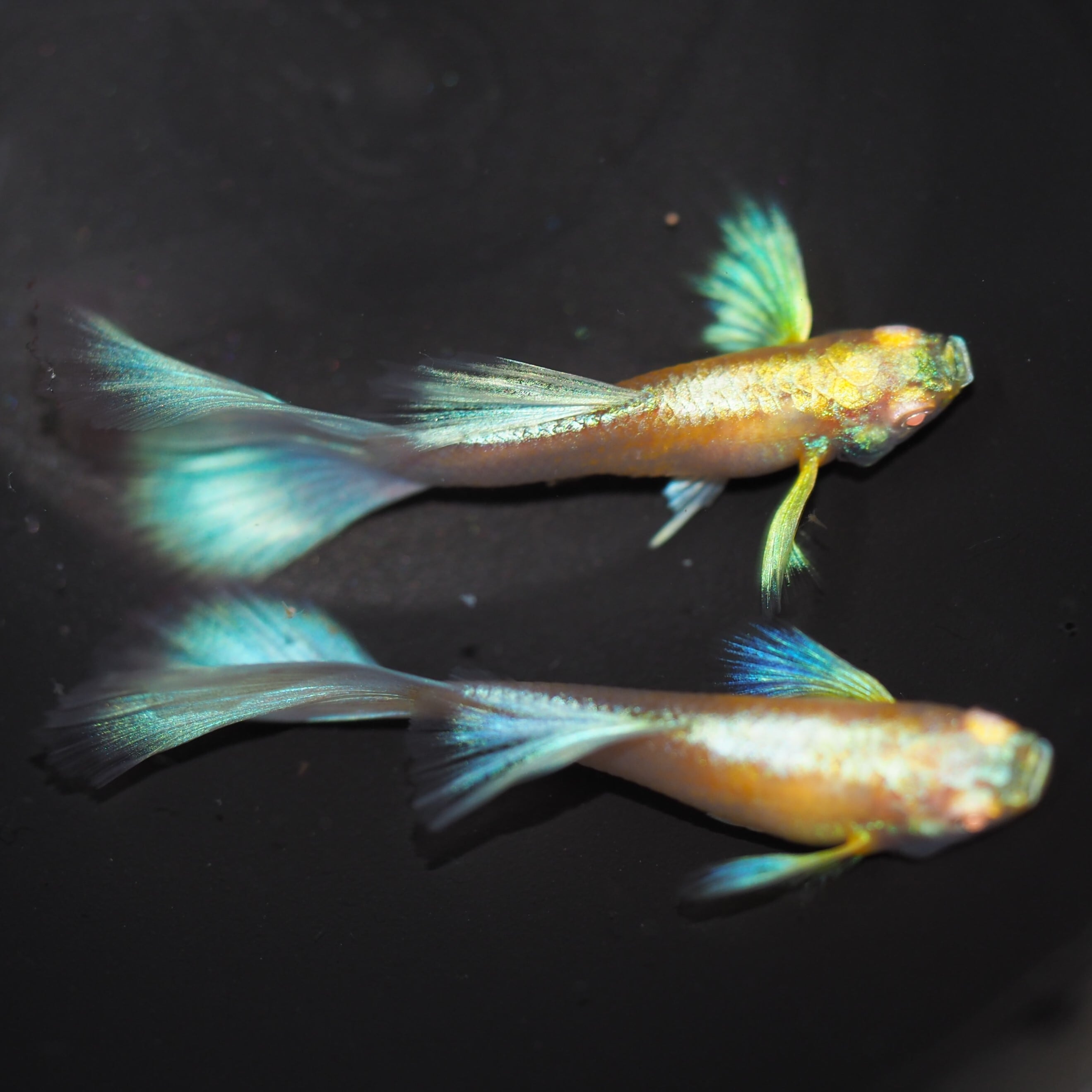 RREAブルートパーズダンボ 1ペア(国産グッピー) | 伊豆グッピーファーム