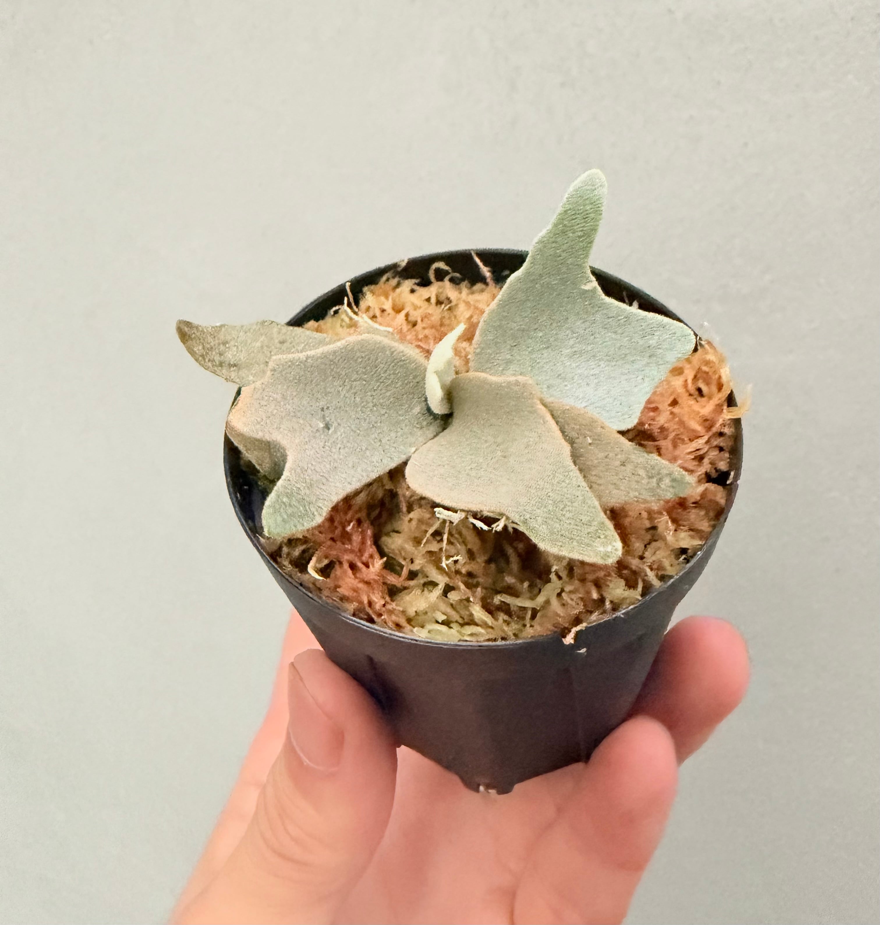 Platycerium_ビカクシダ | vandaka plants