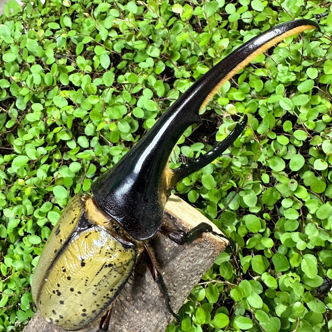 DH ヘラクレス オオカブト 成虫 ♂♀ ペア ♂170mm ♀フリーサイズ 