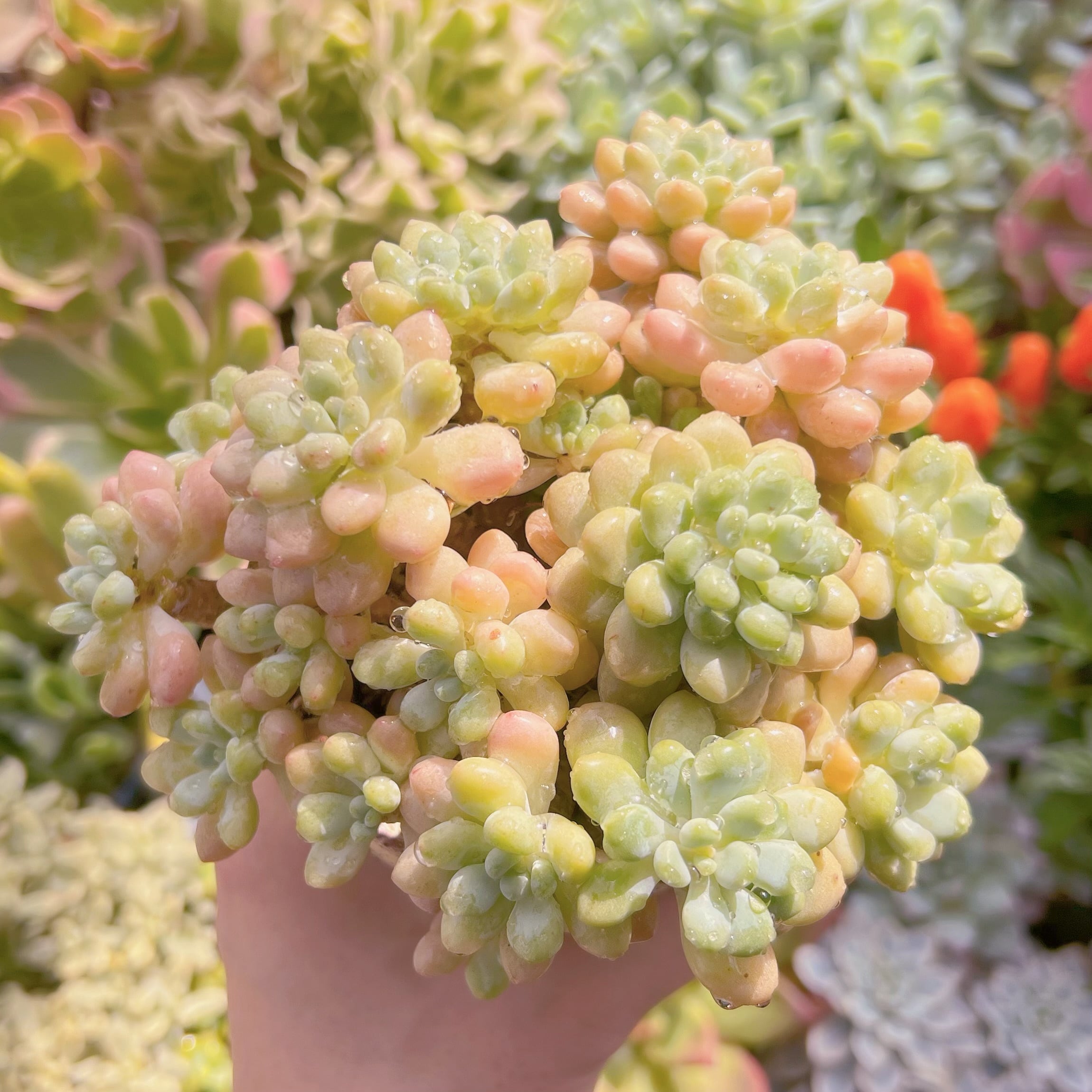 現物　ストロベリーミルク#626   るる農園