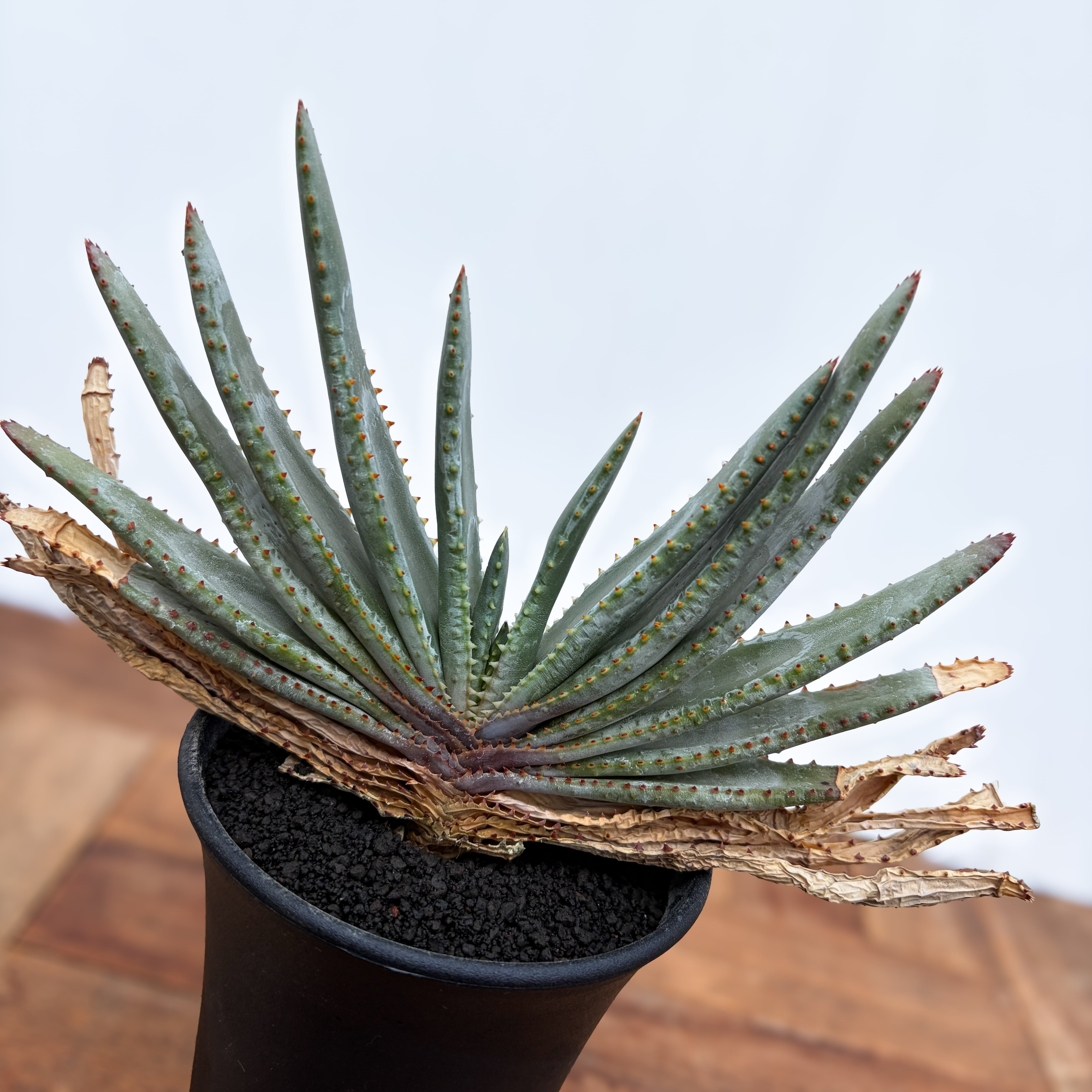 Aloe compressa【アロエ・コンプレッサ】 | RIMO'S GREEN 【Saboten