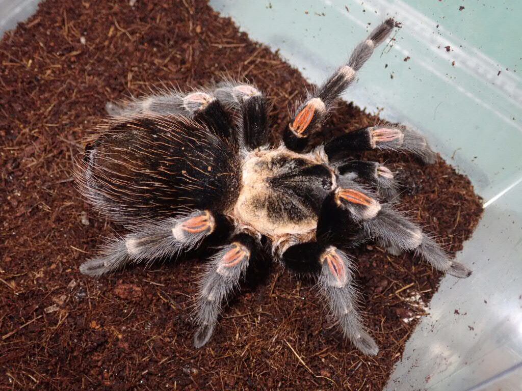 Tarantula タランチュラ | Bebe Rep. 奇蟲部門