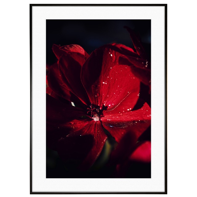 花写真 赤いアマリリス インテリアアートポスター額装 AS0677