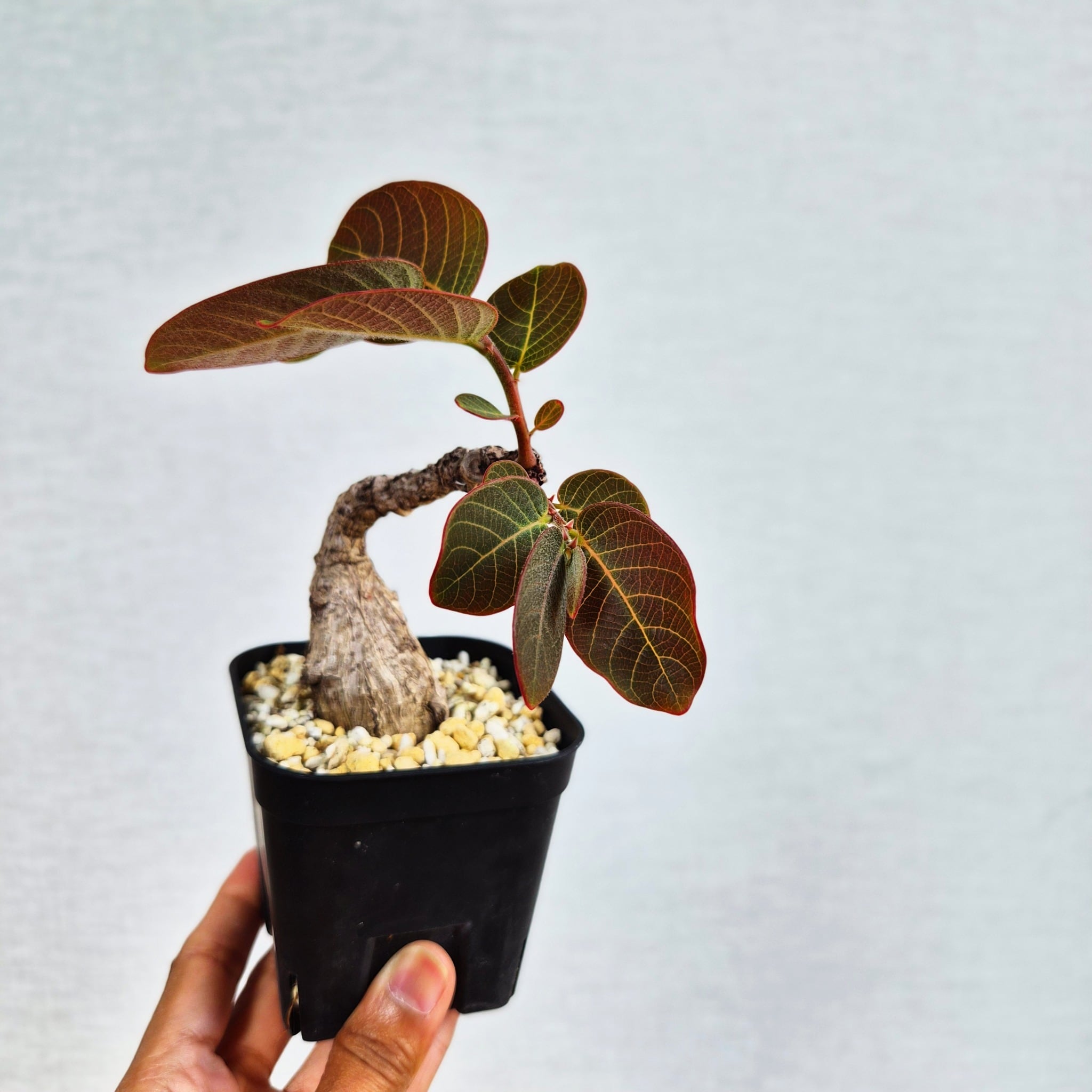 ⑱〚フィランサス・ミラビリス〛Phyllanthus Mirabilis 塊根植物 コーデックス ポット発送