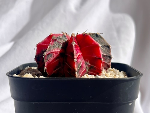 Gymnocalycium mihanovichii  緋牡丹錦　サボテン