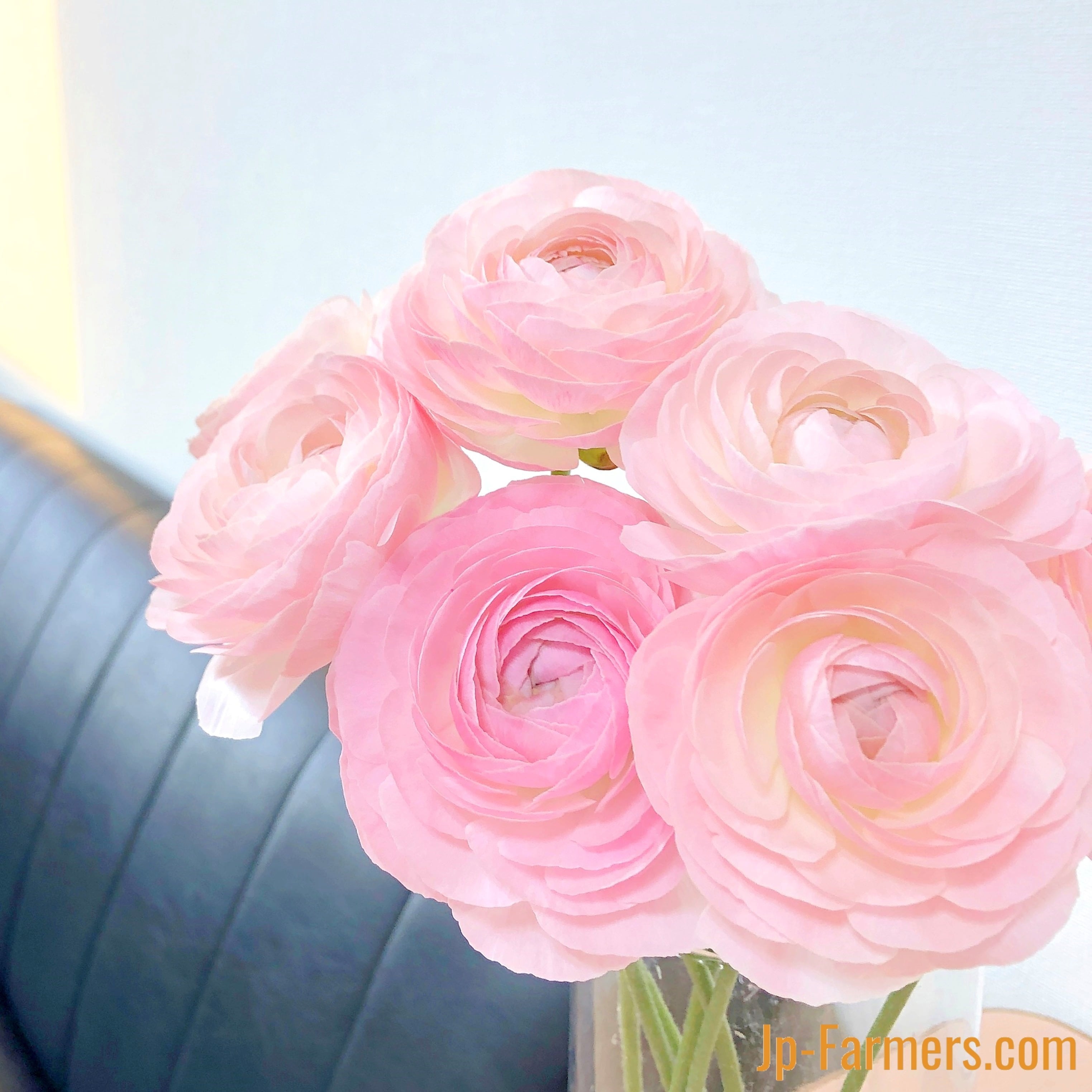 ラナンキュラス ライトピンク色 10本 フラワースピリット | 新鮮お花