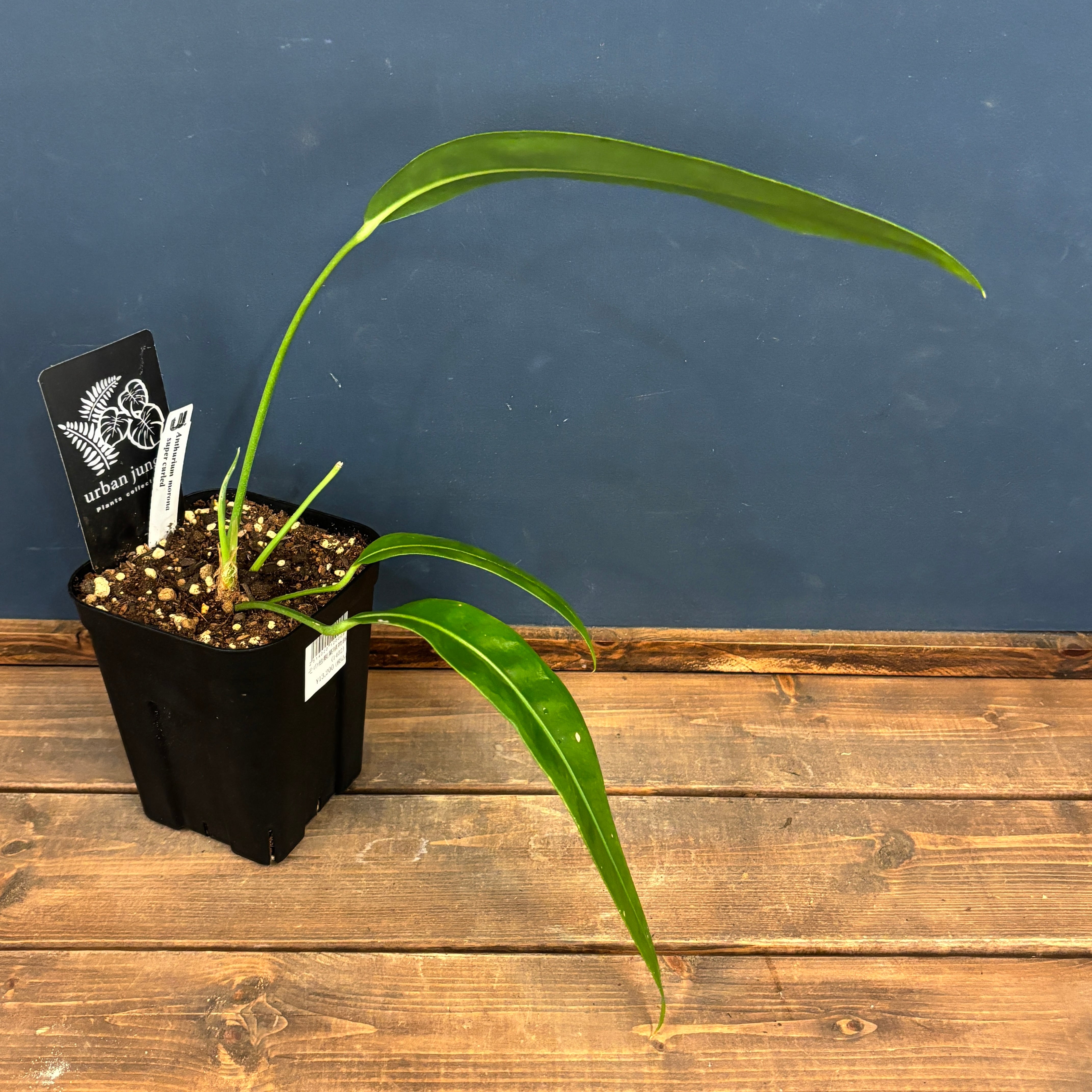 アンスリウム モロナ Anthurium sp. morona アンスリウム モロナ Anthurium sp. morona Anthurium sp. 