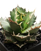 抜き苗 アガベ チタノタ トライデント 見本株 Agave titanota 'Trident'