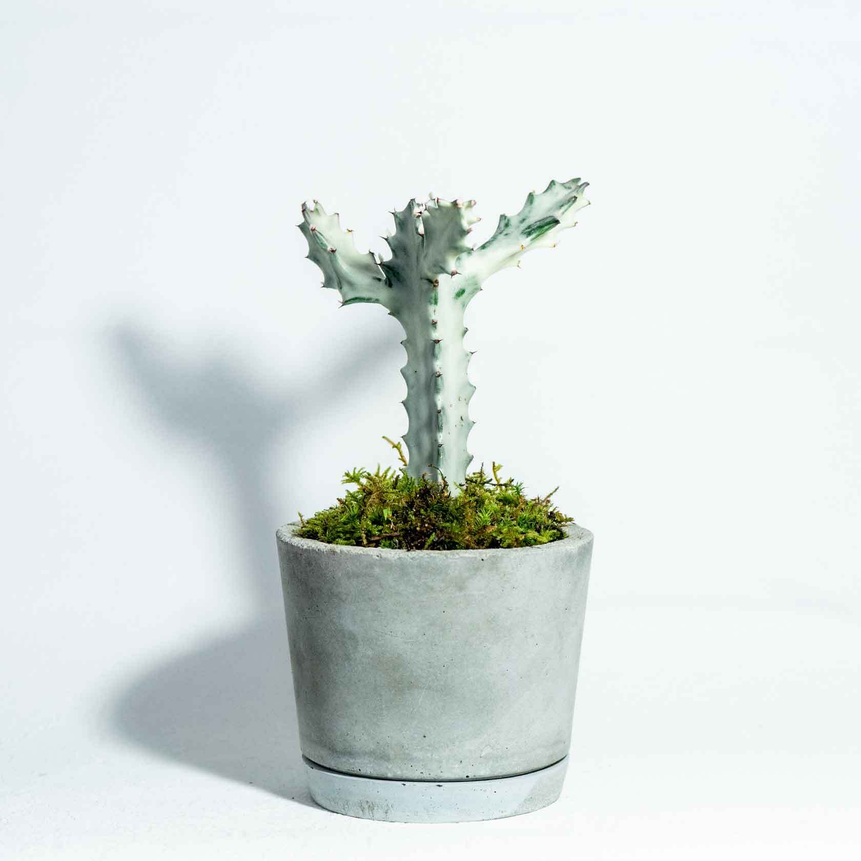 デスクに置ける観葉植物 ホワイトゴーストとハイゴケ カモジコケの鉢植え ざらっとした風合いのシンプルなモルタル鉢 送料全国一律850円 アトモスフィア 自作の鉢を使った観葉植物や多肉植物 塊根植物などの通販