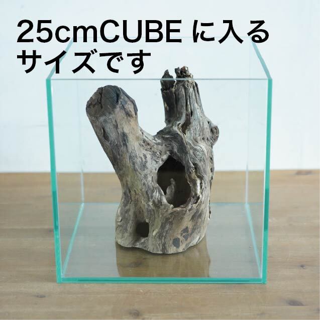 テラリウム用流木ツリーボトムウッドM◇形状おまかせ | 苔テラリウム