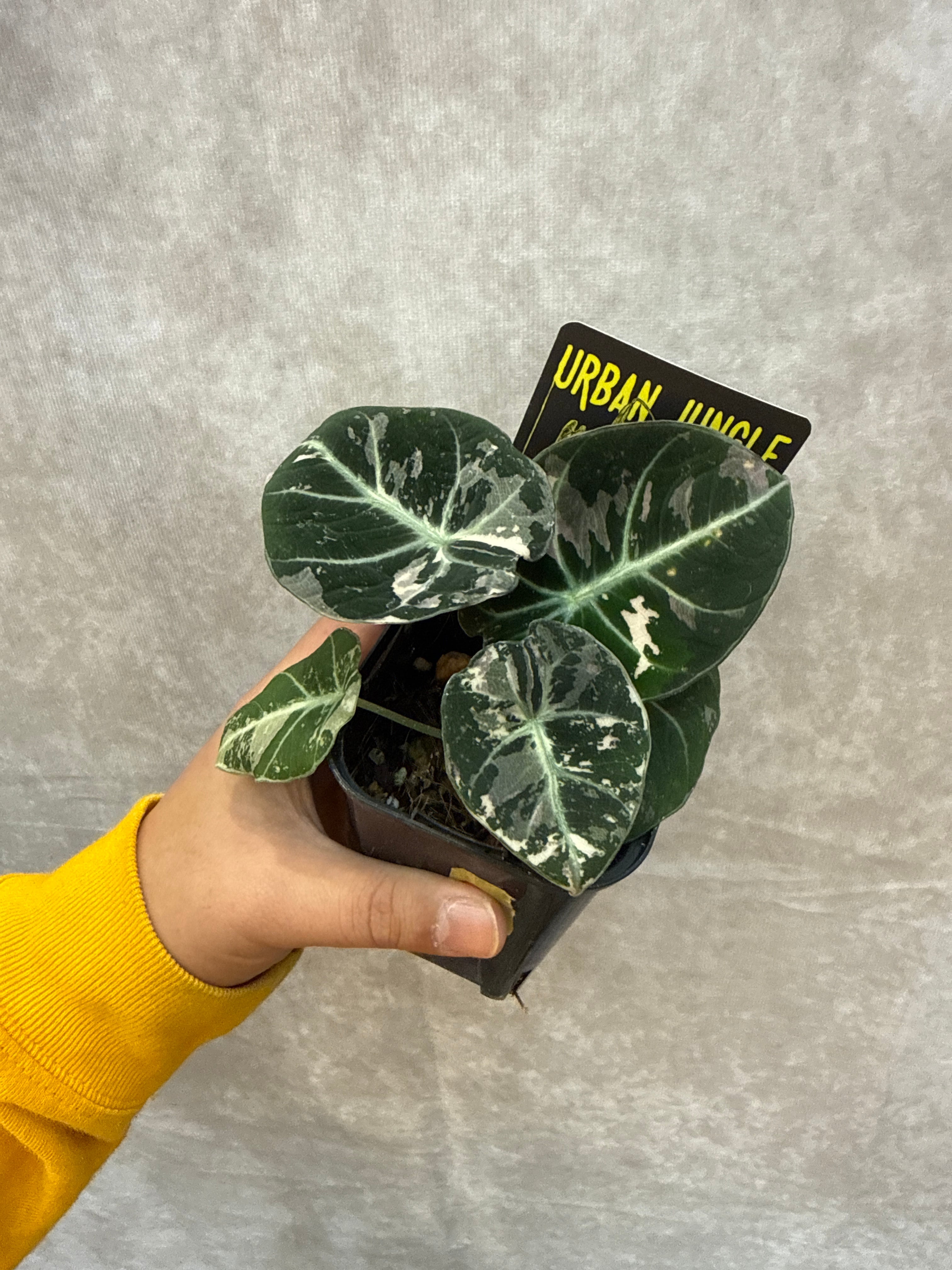 アロカシア ジャックリン | Gardenえん 【観葉熱帯植物】