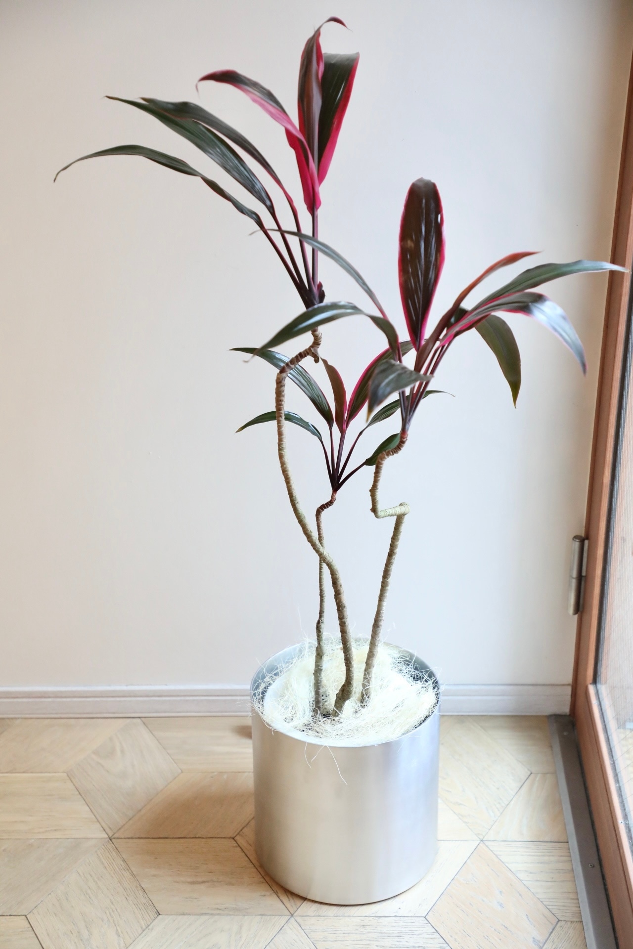 【渋谷区周辺エリア/配送料無料】【L】コルジリネ アイチアカ/Cordyline fruticosa aichiaka※陶器鉢カバー別