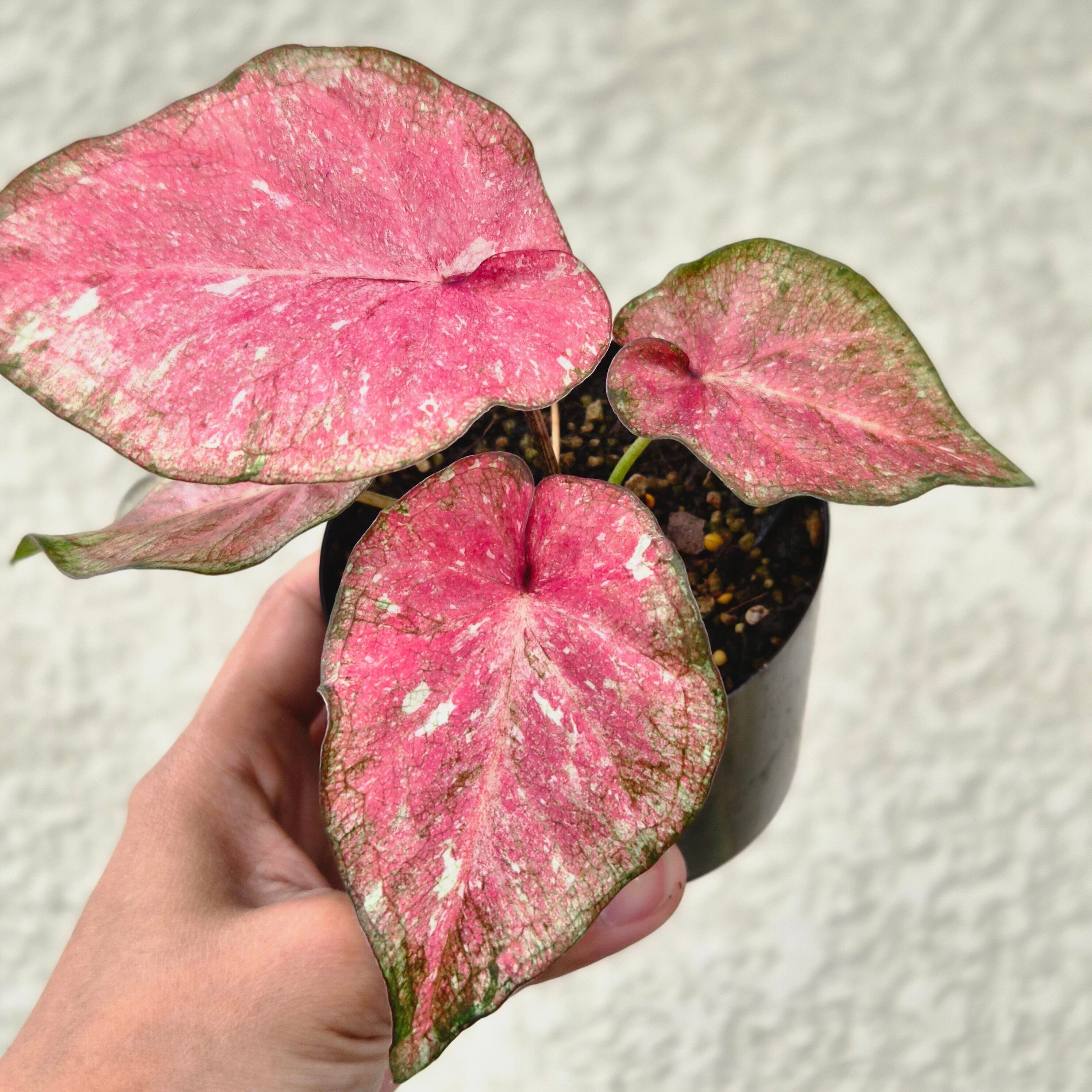 《Caladium Hybrid 》カラジウム ハイブリッド 観葉植物 葉色 アロイド