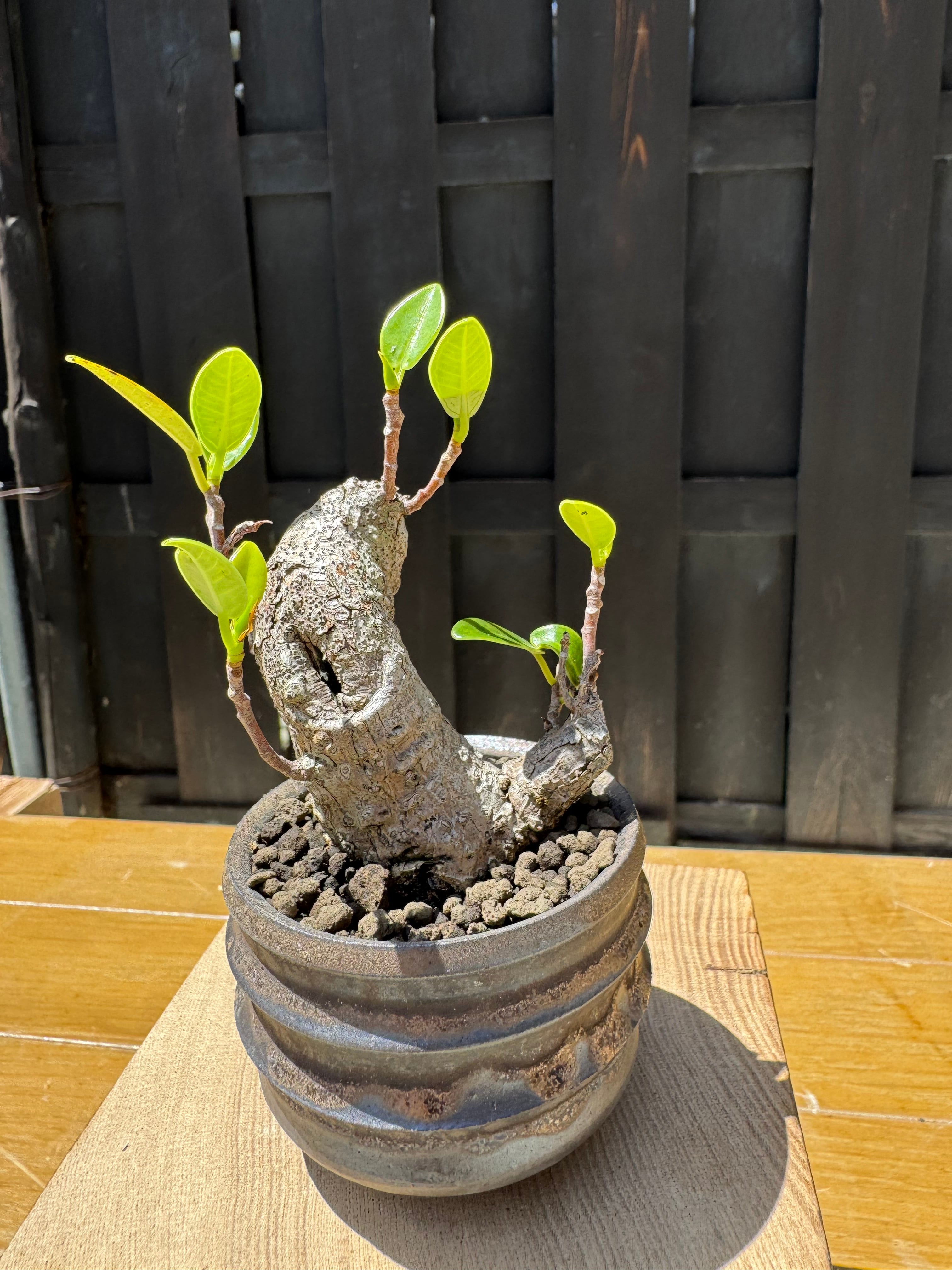 琉球盆栽】Ficus microcarpa × deracinefactory【古木ガジュマル】小品