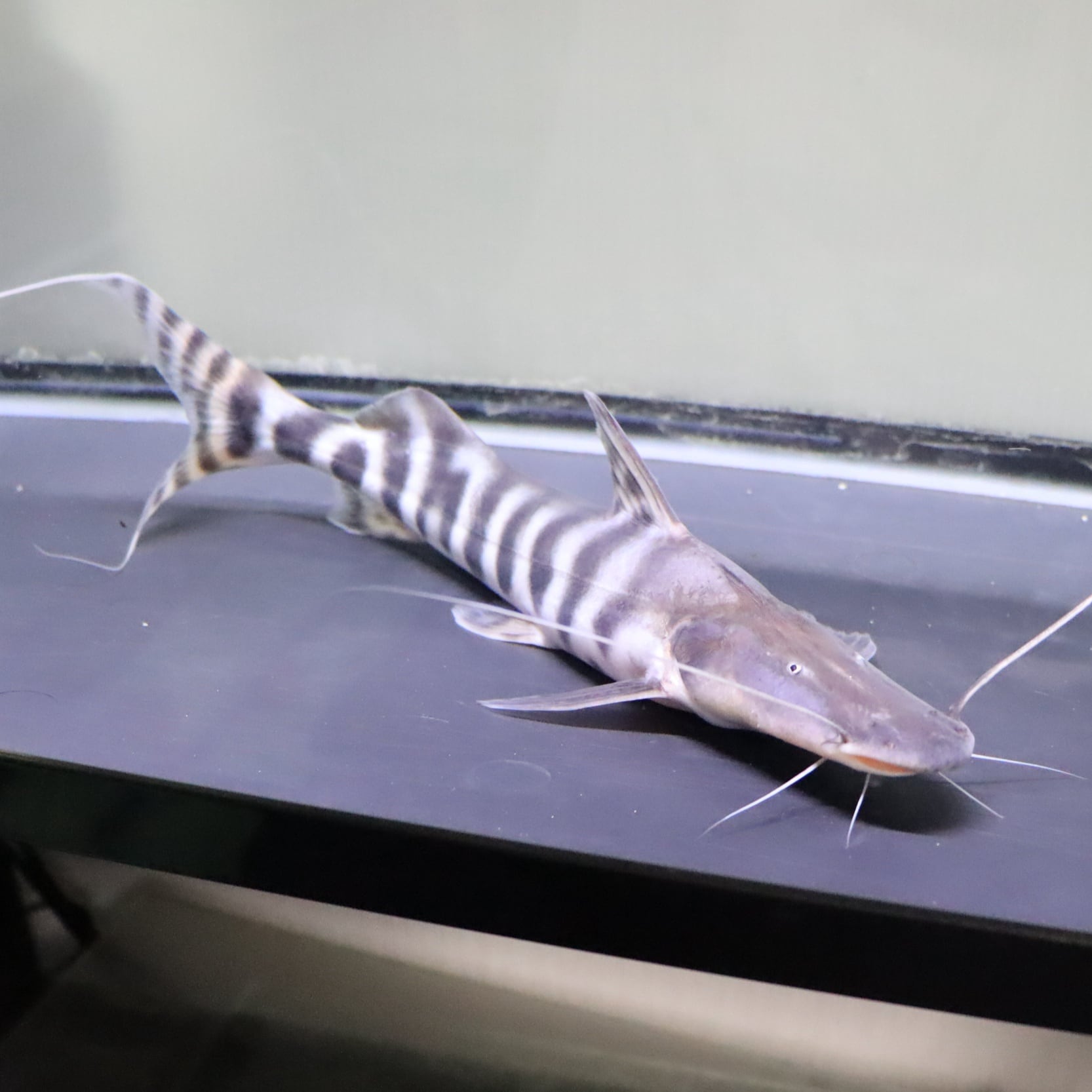 ゼブラキャット50cm± 熱帯魚 ゼブラキャット50cm± 熱帯魚