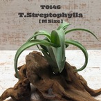 【送料無料】ストレプトフィラS〔エアプランツ〕現品発送T0146