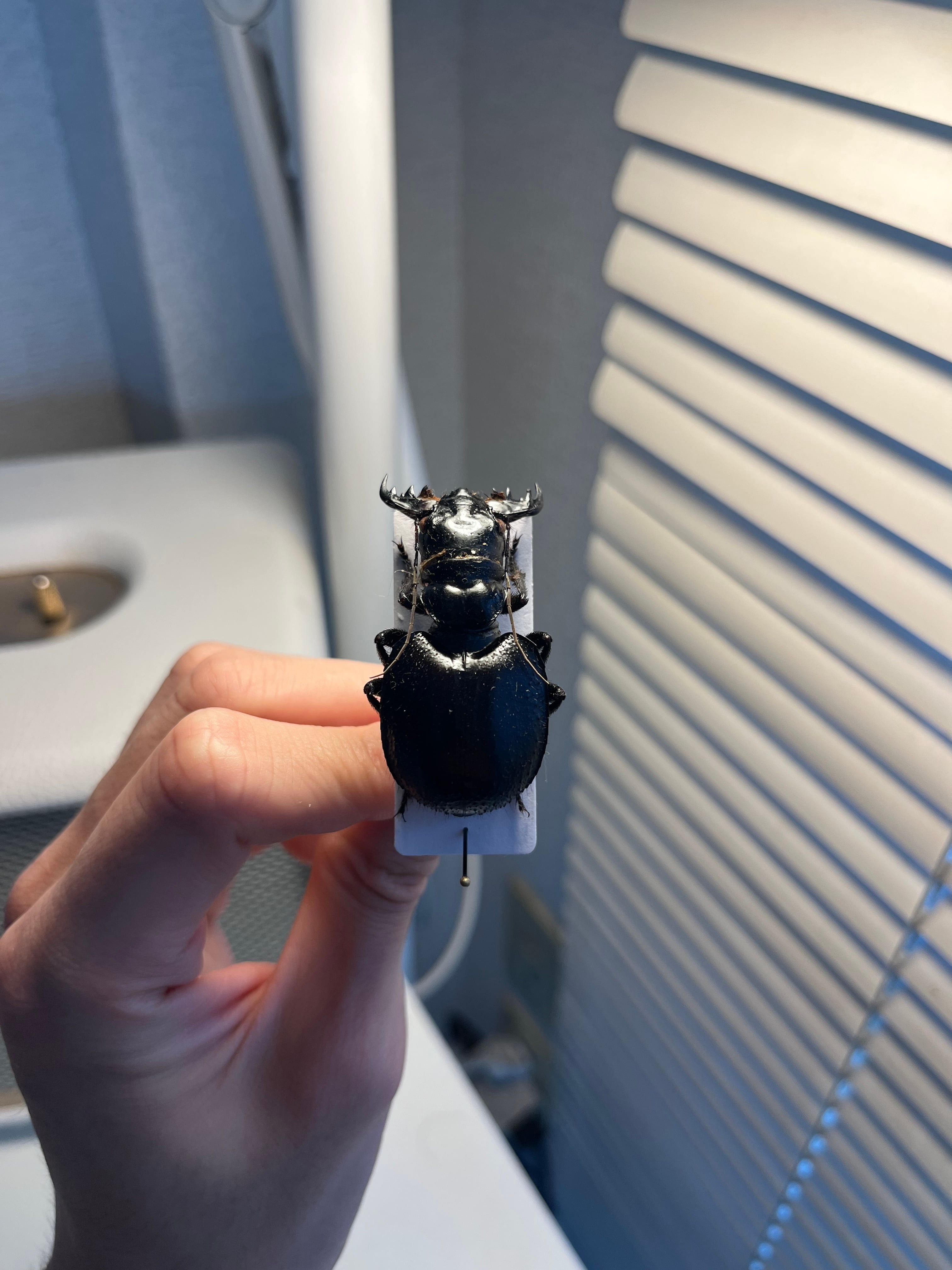 大閻魔斑猫最大種】オオエンマハンミョウ Manticora タンザニア産 昆虫