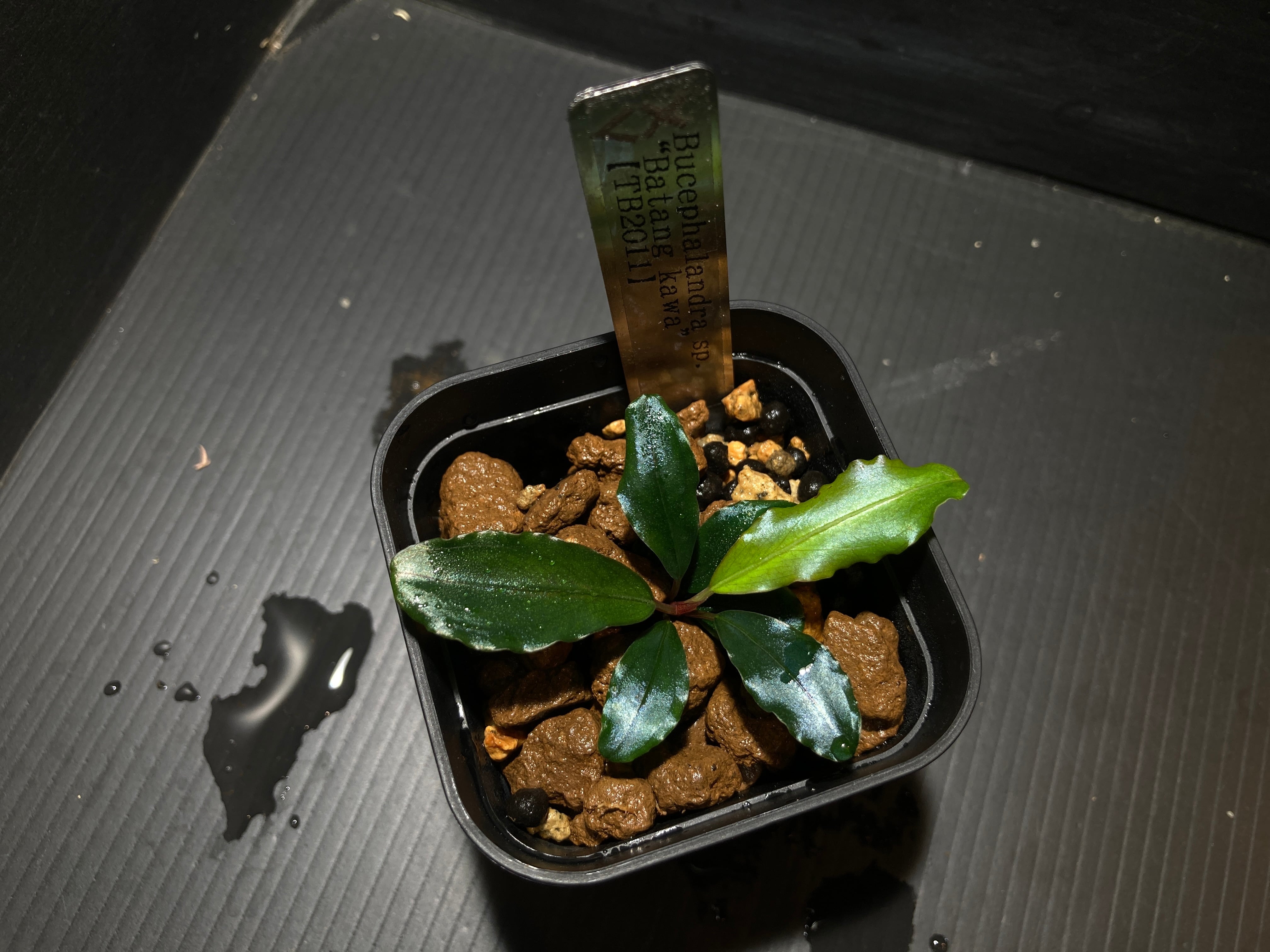 ブセファランドラ | AquaFocus