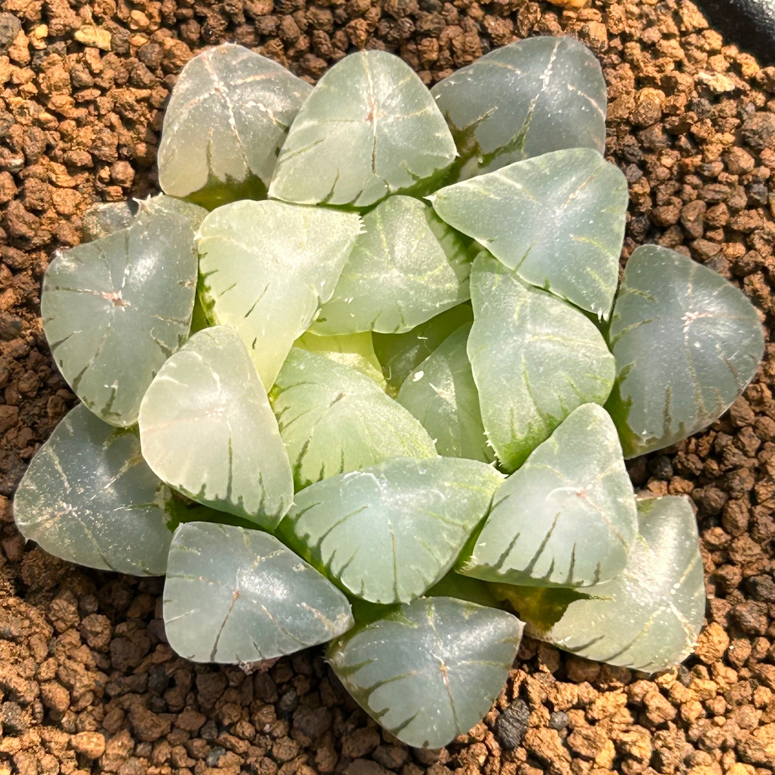 T) 姫オブツーサ錦 ハオルチア | RuPo 多肉植物専門店