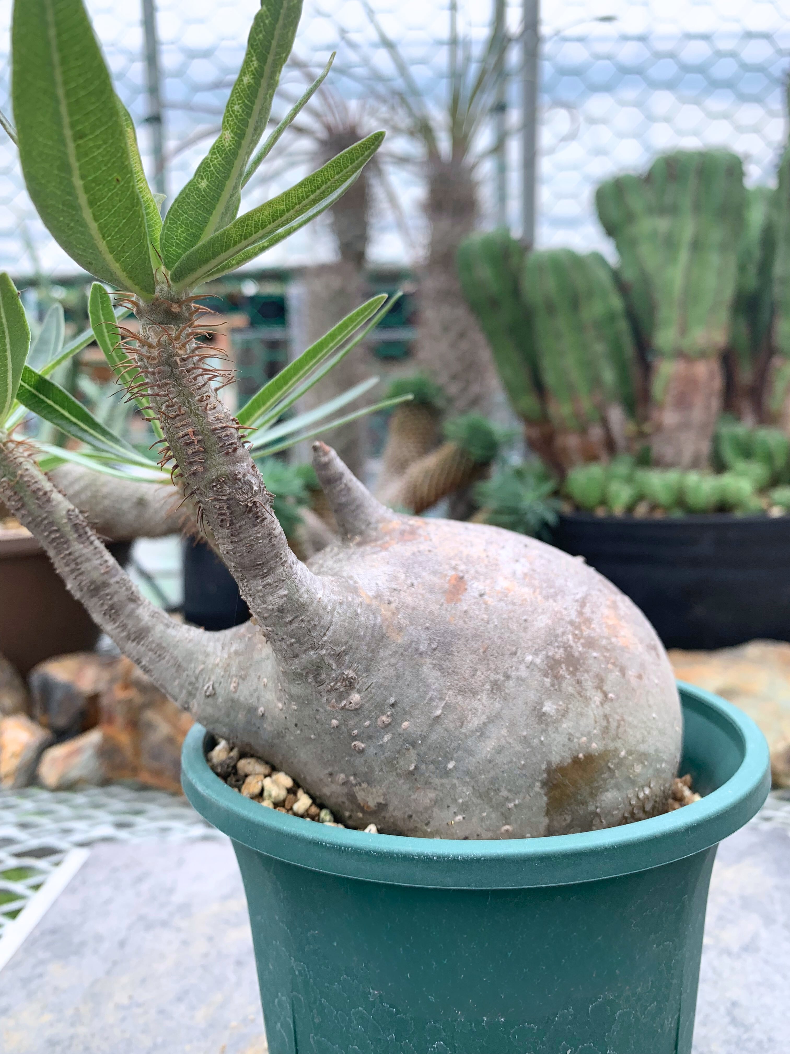 デンドロシキオスソコトラナ1 検)ギガス ブラータ デンドロシキオス ソコトラーナ 【送料着払い】21 | CACTUS330