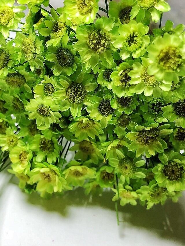 シェア花材☆ グリクシア・ライトグリーン