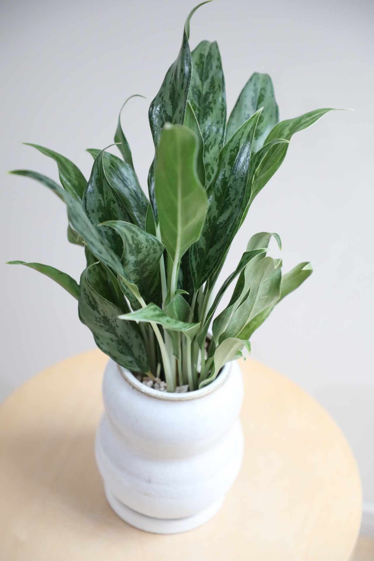 【S】アグラオネマ ゴースト/Aglaonema