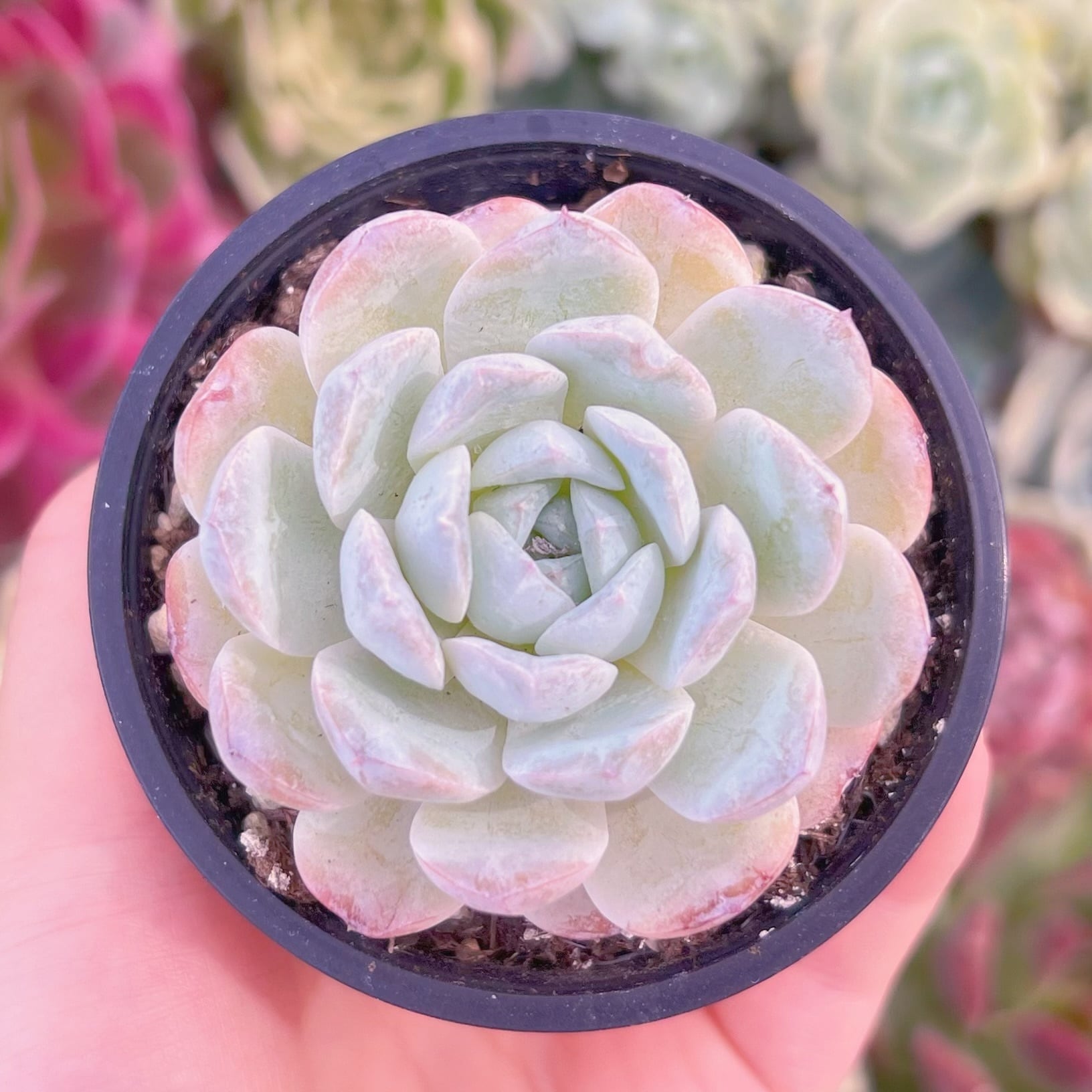 現品　ホワイトスノー#863　るる農園