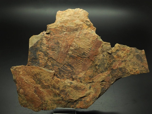 アノマロカリスの化石【Anomalocaridid】フェゾウアタ産/フルディア