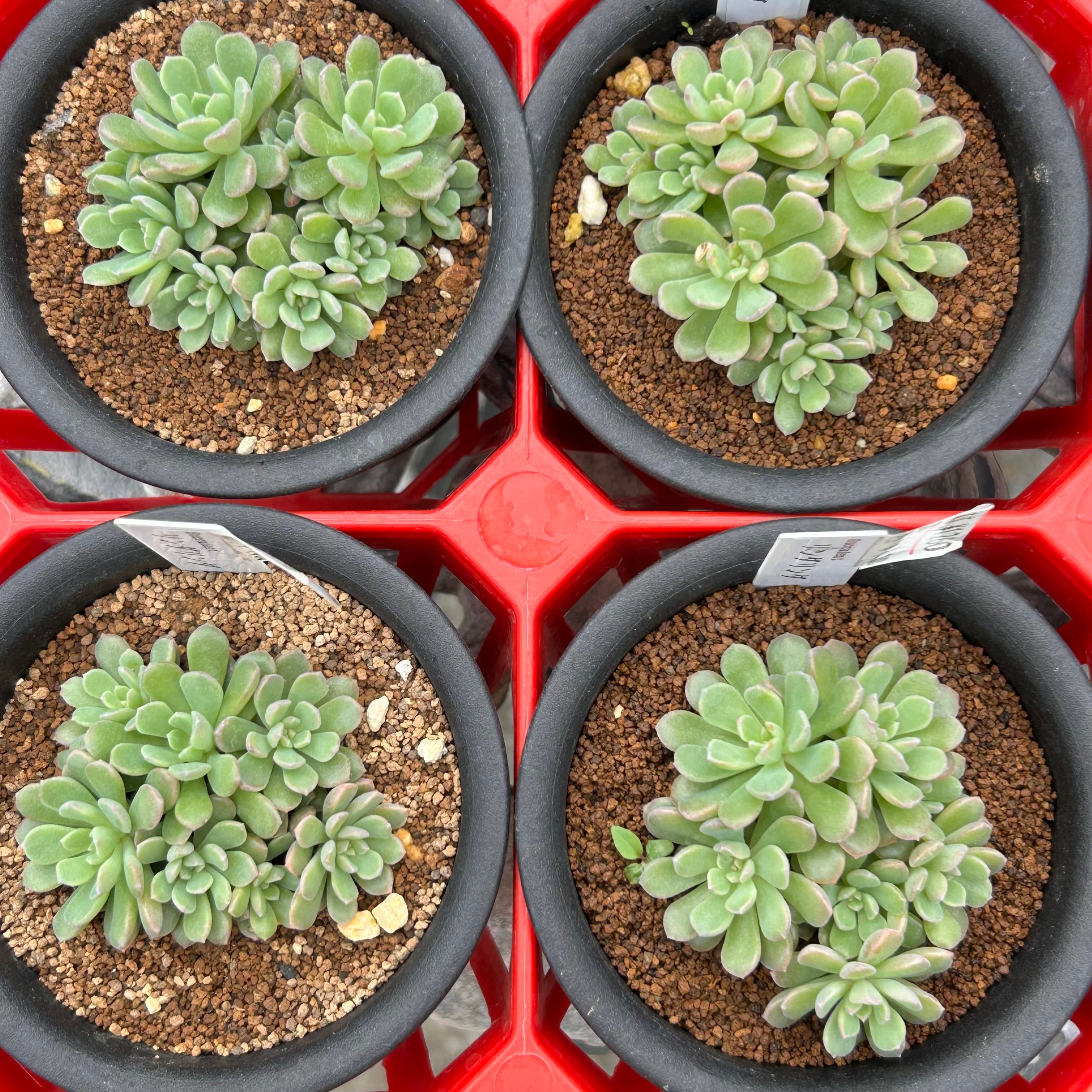 リンダ♡　5kg リンダリンダ | RuPo 多肉植物専門店
