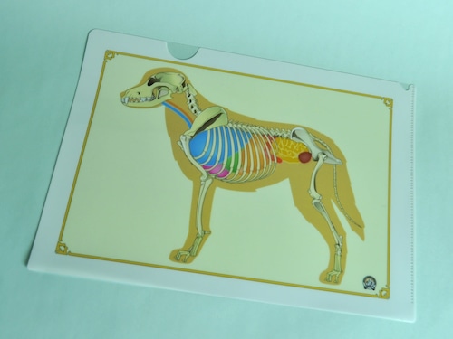 犬骨格プリント　クリアファイル　Ａ４サイズ