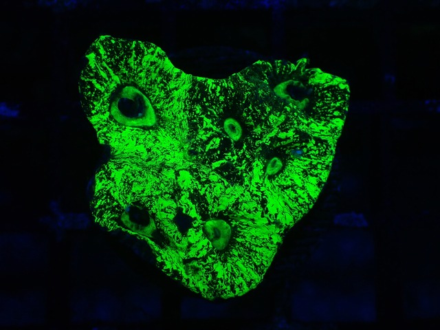 Goniastrea Frag 8"