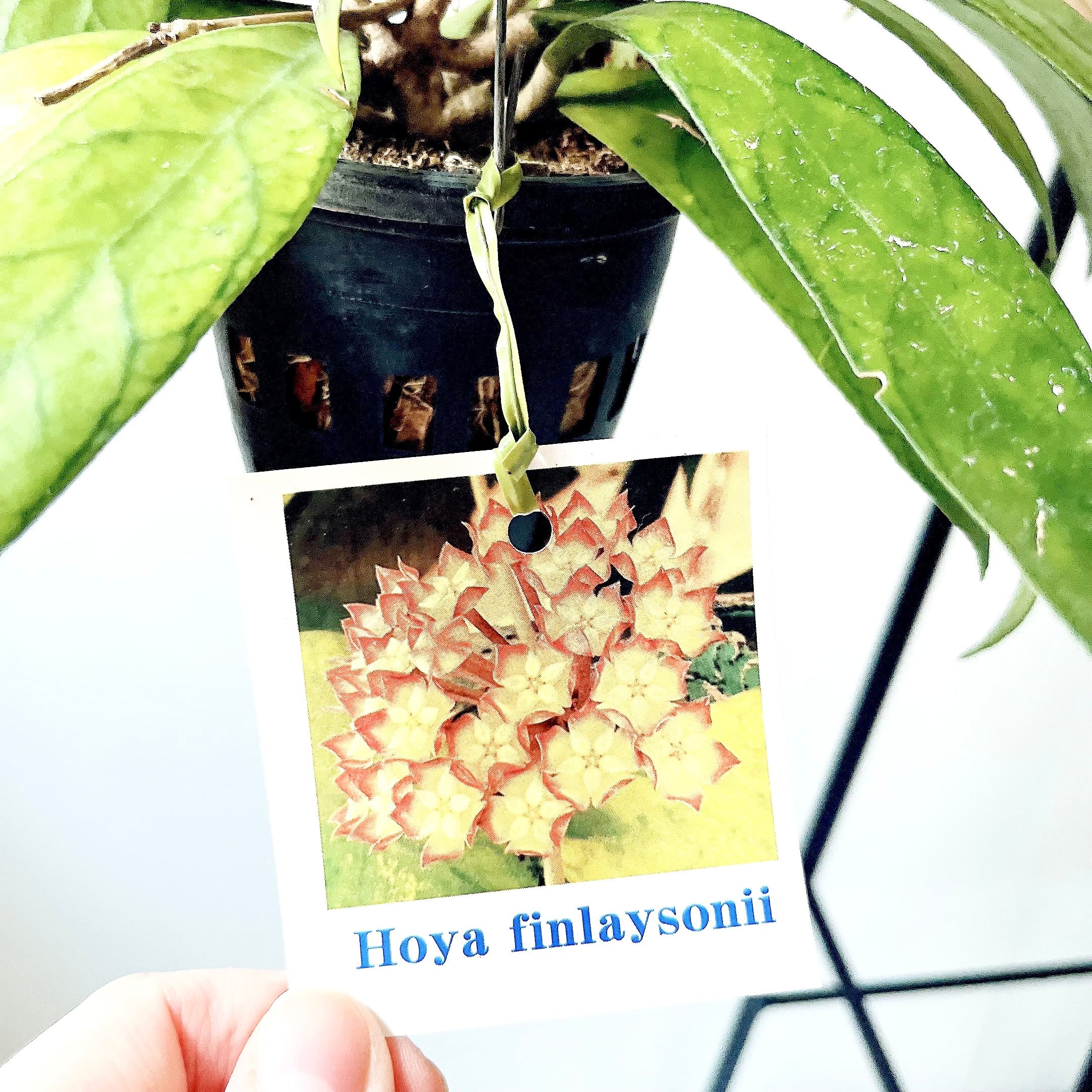 Hoya finlaysonii（ホヤ・フィンレイソニー）観葉植物 calm cafe