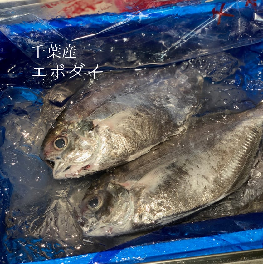 エボダイ 千葉産 他 中/大サイズ(1尾約200-300g)1キロ【エボダイ1kg】冷蔵 イボダイ