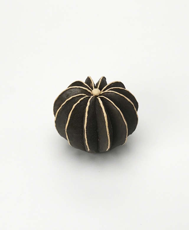 陶植/ペクチニフェラ BL/W