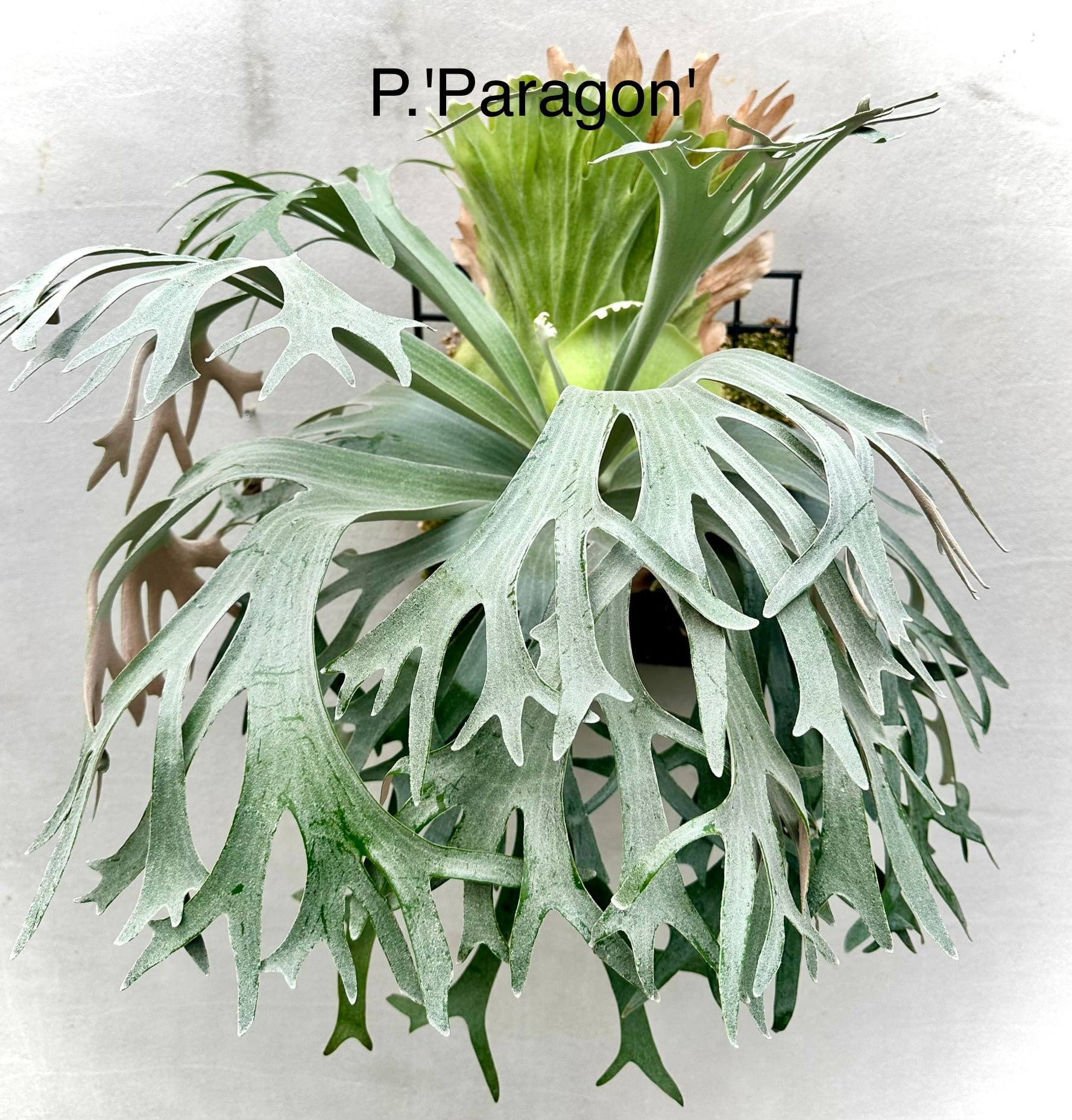 あんちゃん　ビカクシダ あんちゃん ビカクシダ P. 'Bambi' 'Athena#1' x 'Pewchan Compact