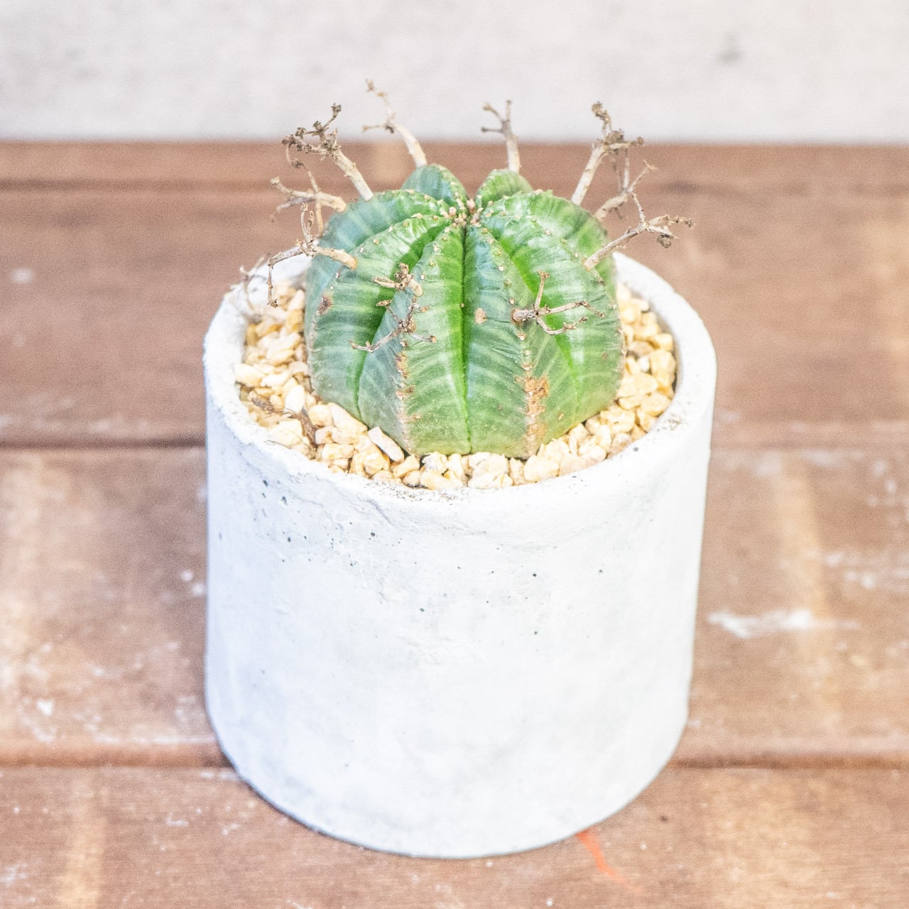 球体に稜線が走る端正な姿。手づくりモルタル鉢で楽しむユーフォルビア・バリダ（中型株・幅8cm）｜虫発生抑制（全国一律送料850円）