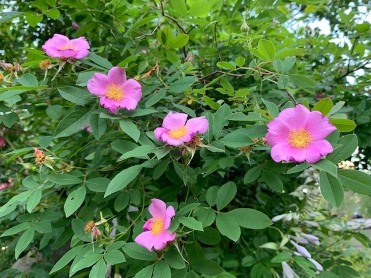 オオタカネバラ（大高嶺薔薇）9ｃｍポット【山野草】の画像01