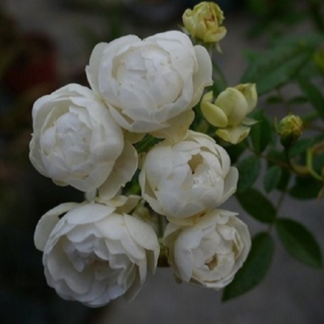 シュネープリンセッュシン（スノーホワイト）