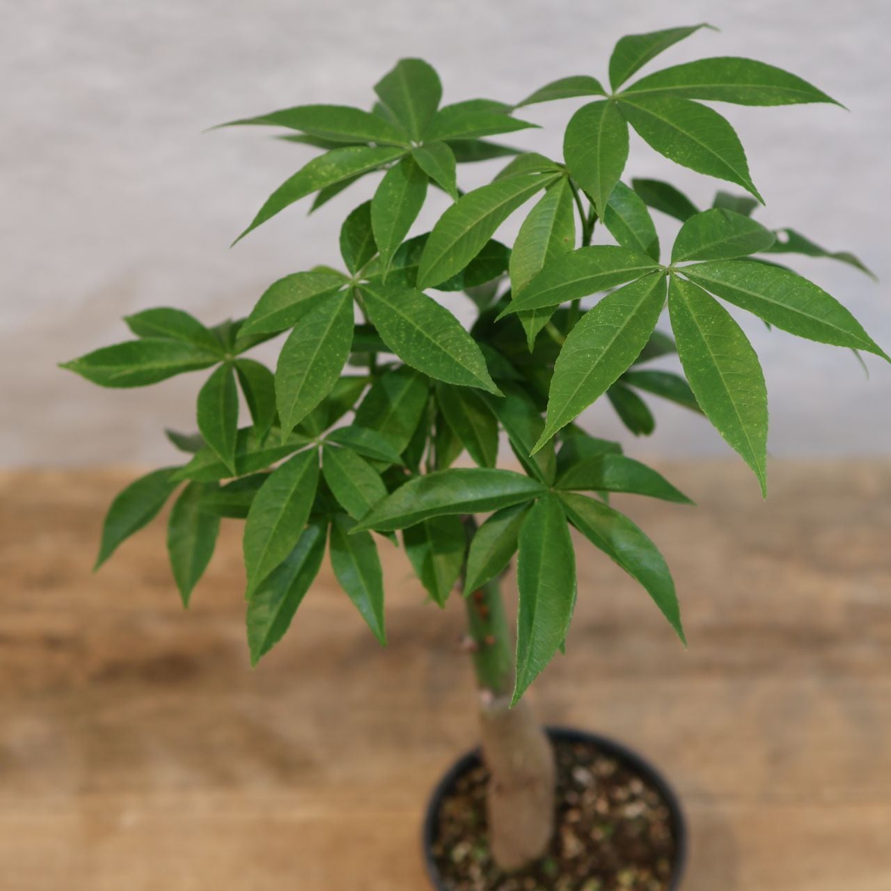 307 この幹、ただ者じゃない『トックリキワタ』観葉植物 【送料無料