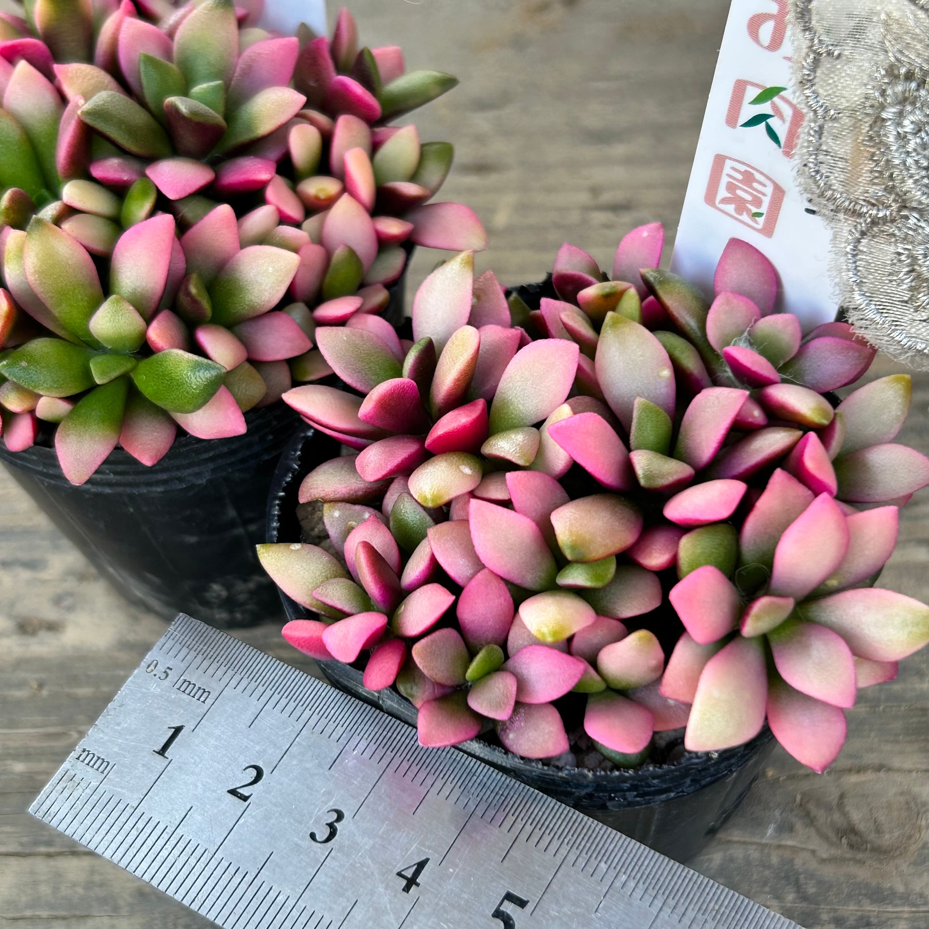 桜吹雪 | RuPo 多肉植物専門店