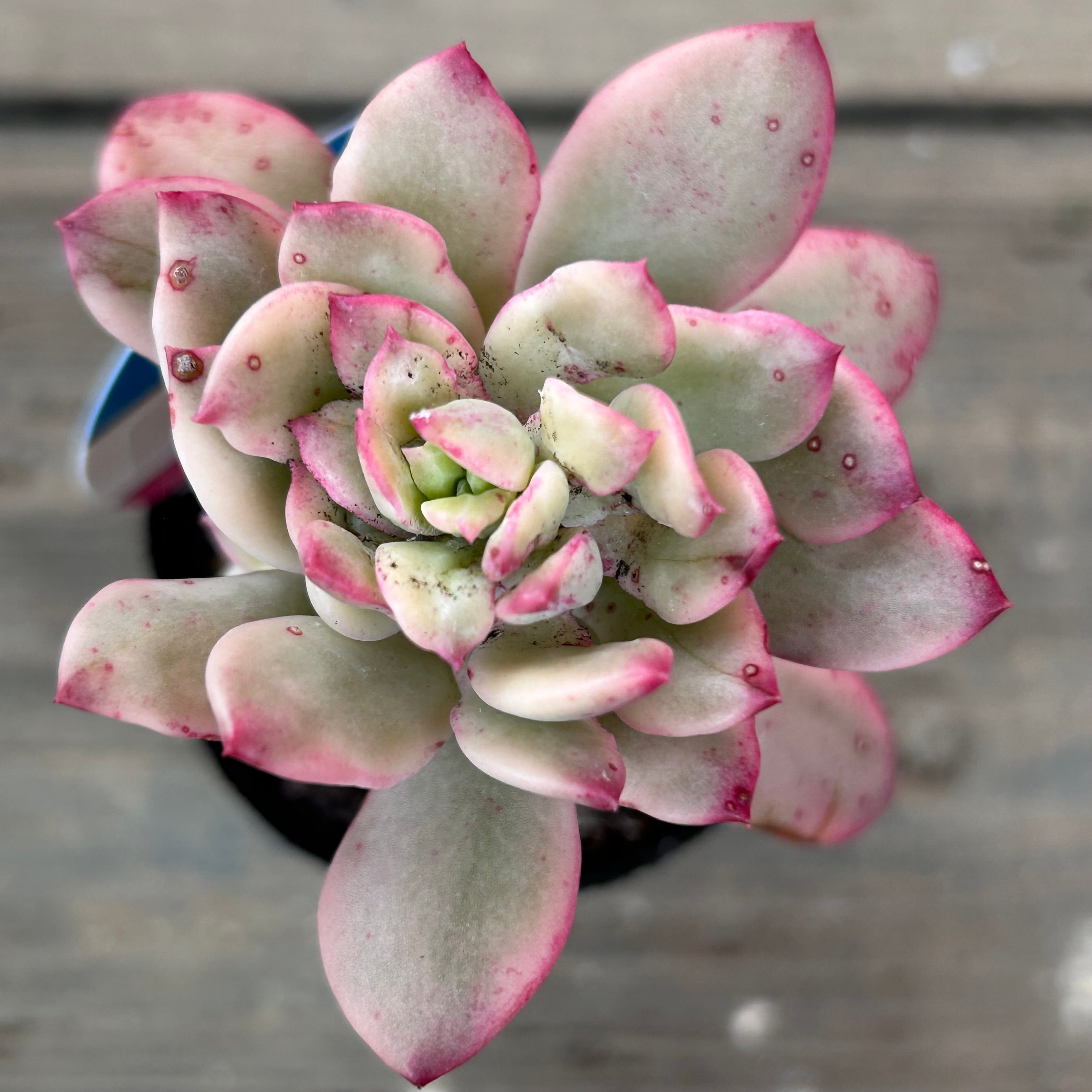 ミニベル錦 | RuPo 多肉植物専門店