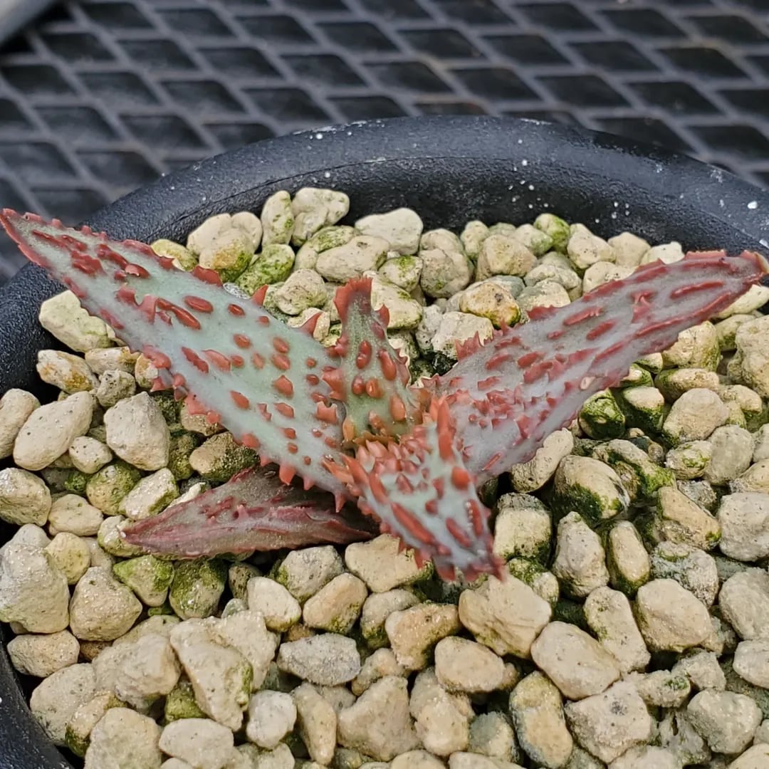 F00574_Aloe 'Glorious Dragon'（TCT）：アロエ・グロリアスドラゴン