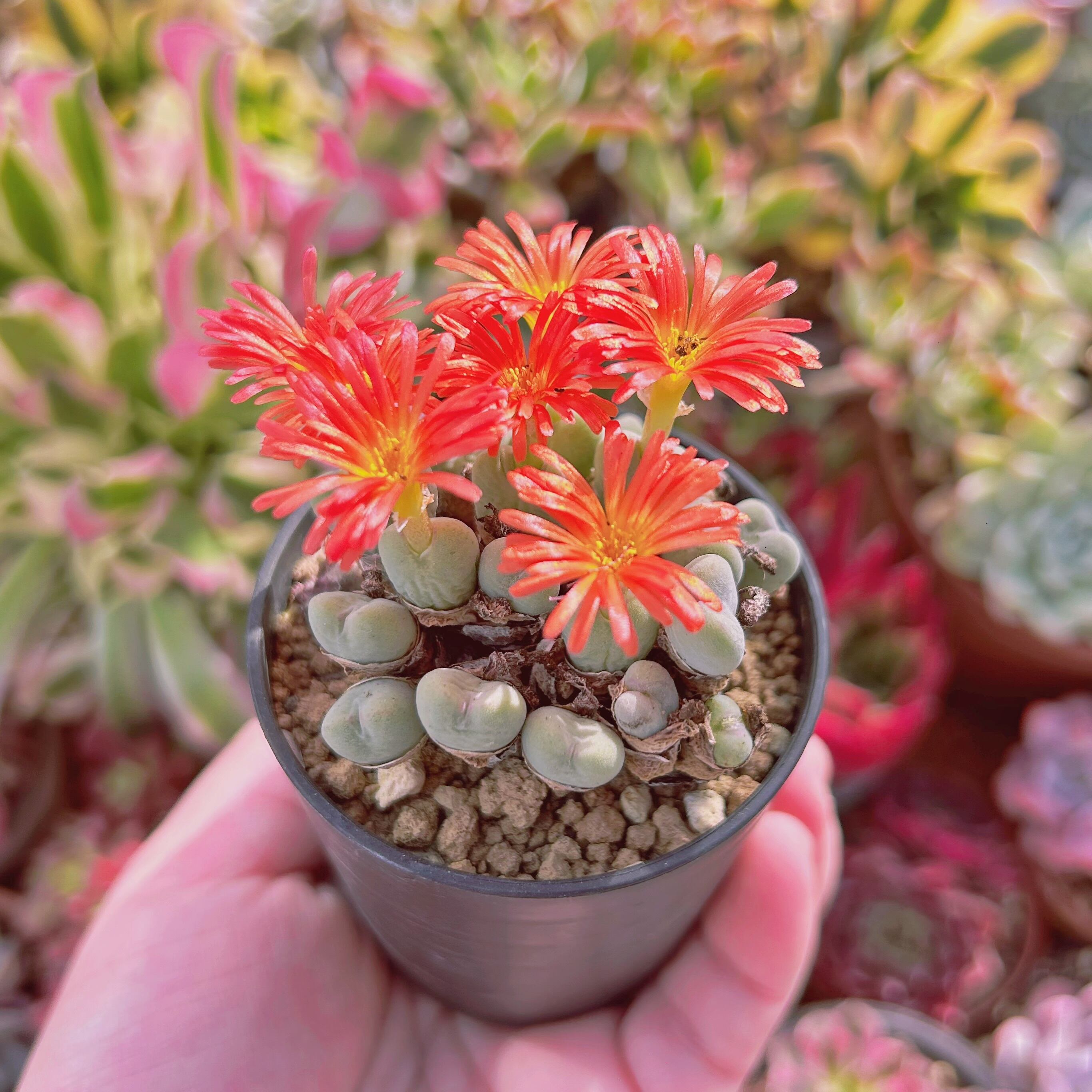 現物　多肉植物　Conothytum　抜き苗