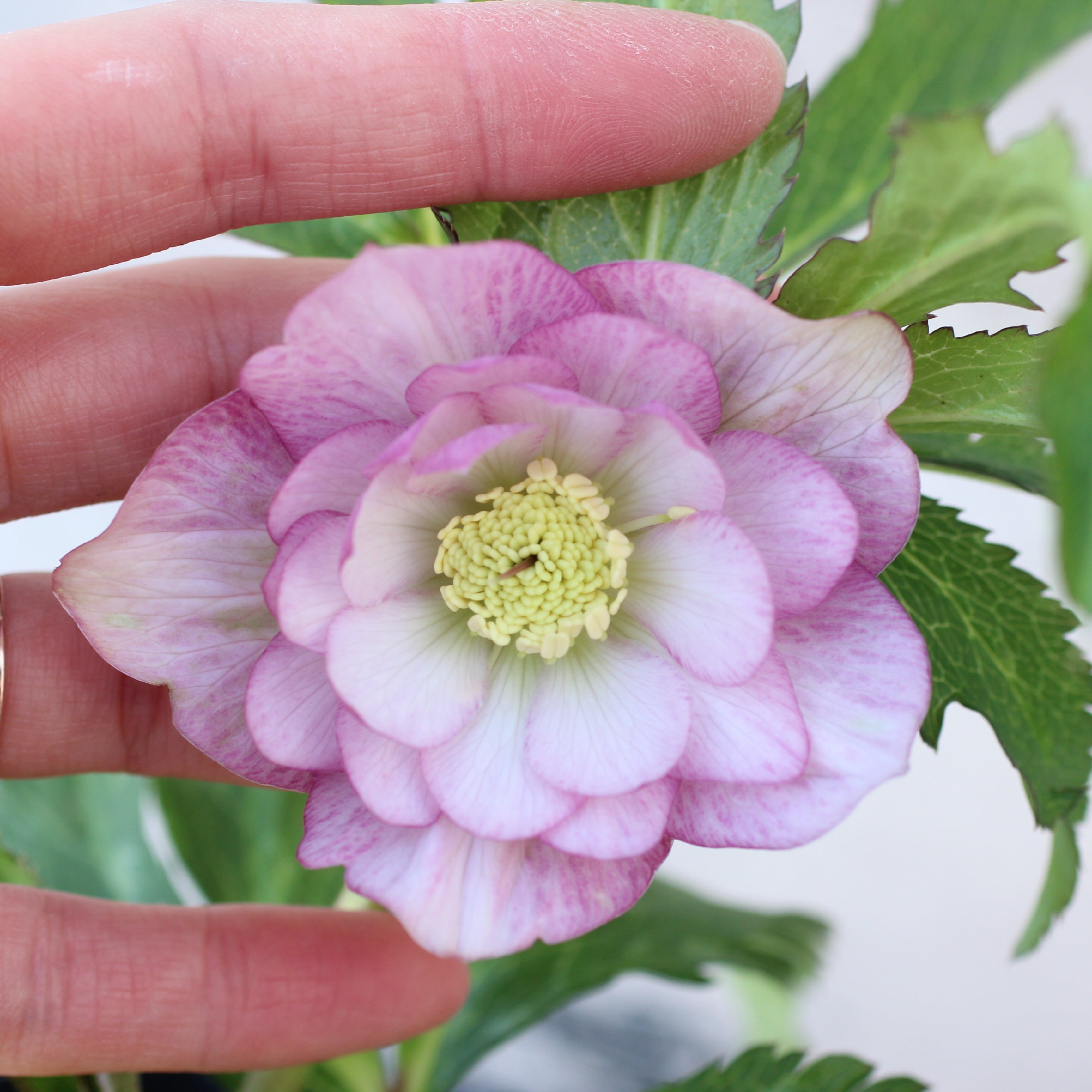 ウィンターローズ 2Fの増量 1点 楽天市場】ポインセチア 鉢植え 【 ウィンターローズ 赤 レッド 5寸 篭