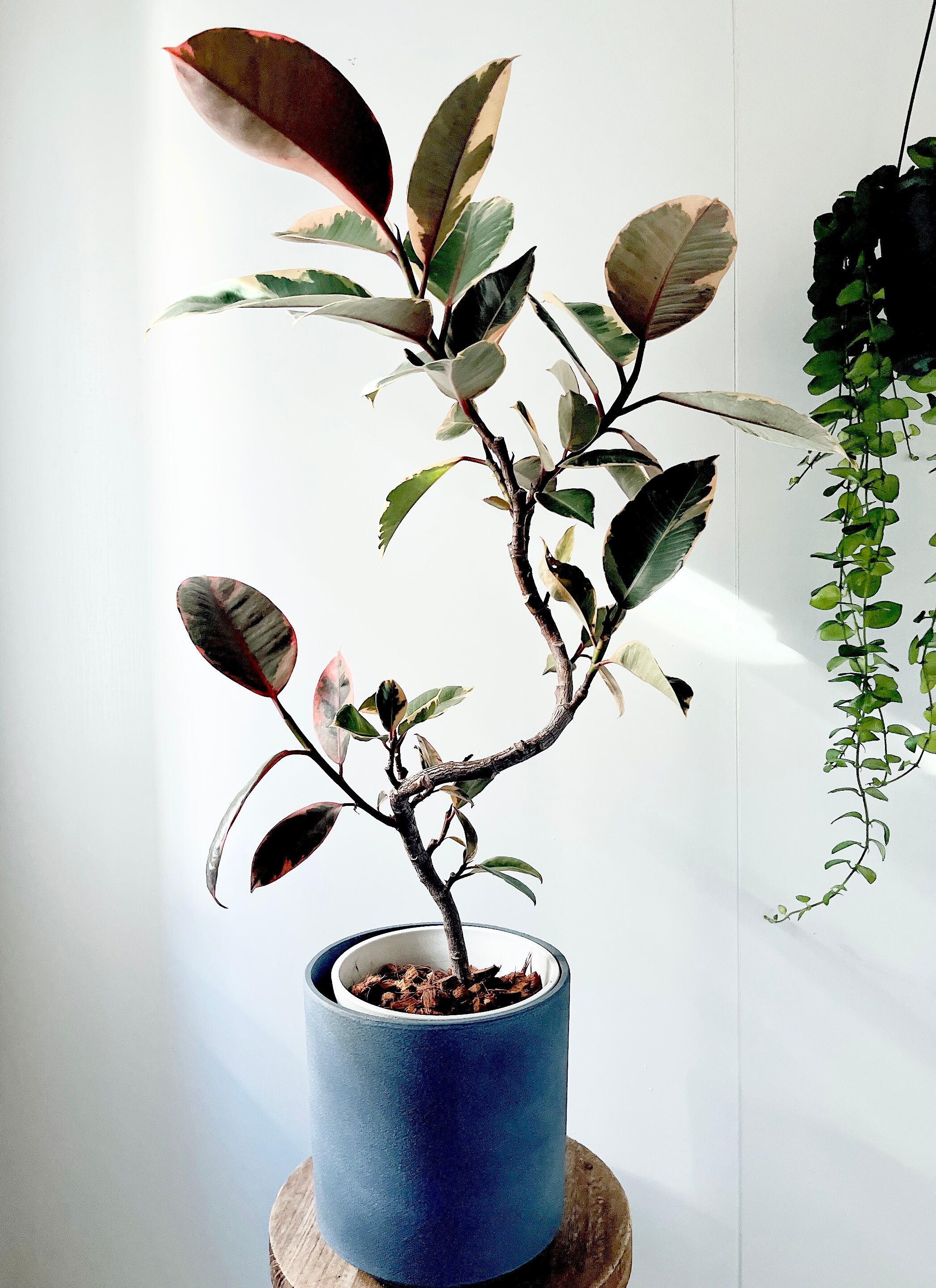エバーフレッシュ 曲がり 美樹形 陶器鉢 観葉植物 大型 calm cafe エバーフレッシュ 曲がり 美樹形 陶器鉢 観葉植物 大型 calm cafe