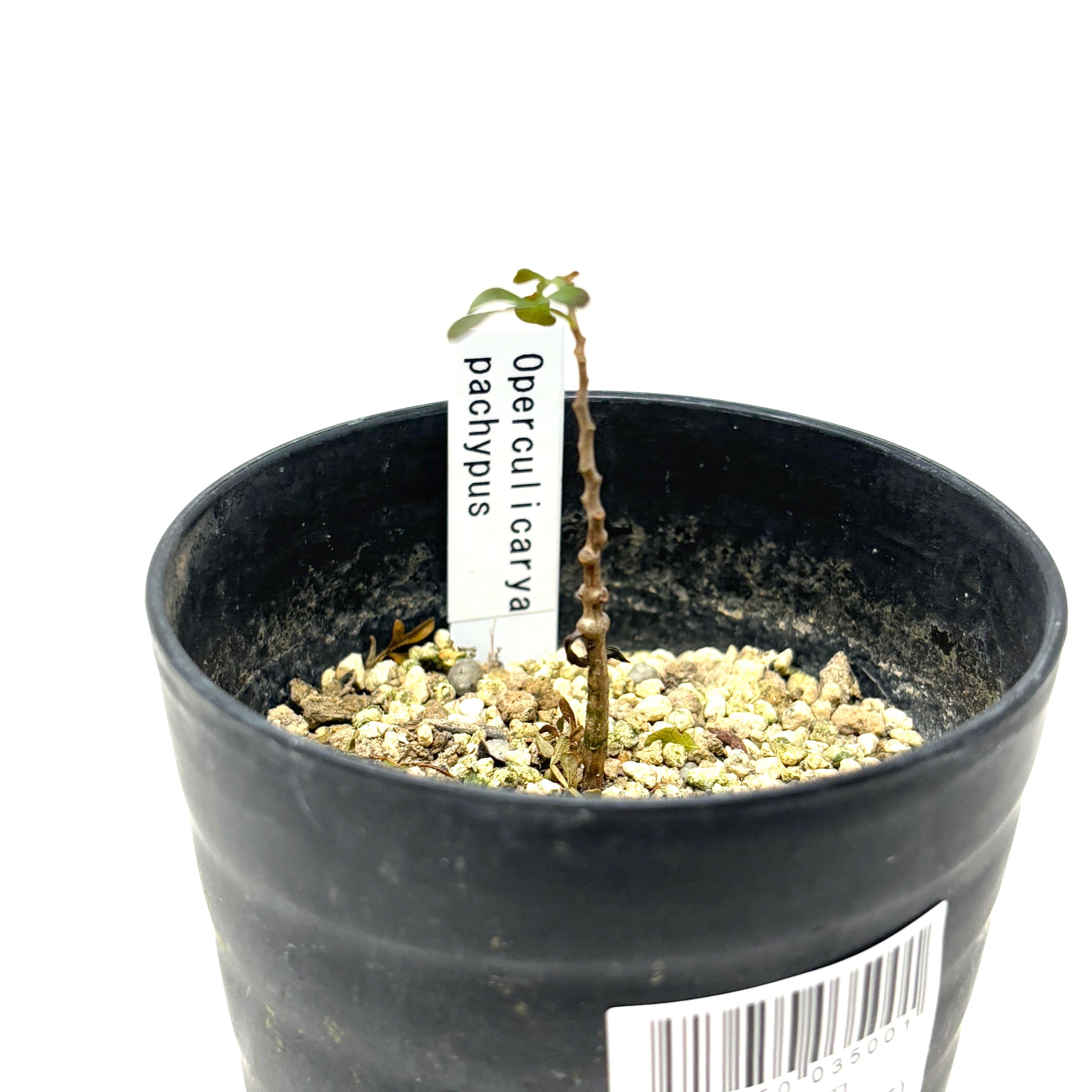 オペルクリカリア パキプス 実生【859】