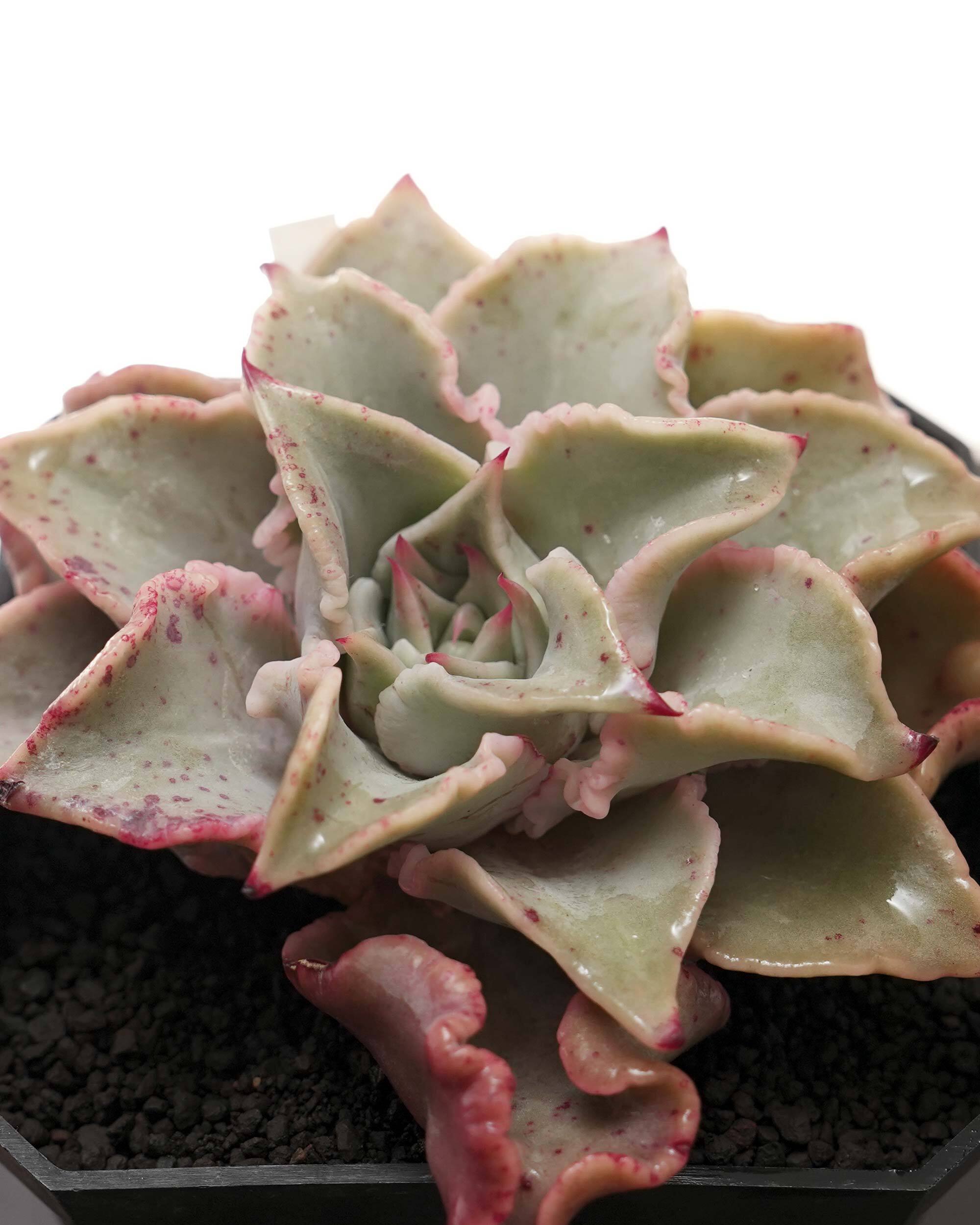 抜き苗 パリー トルンカータ オリザバ Agave parryi var.truncata