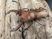 【WD】《スズムラホソアカ ロハス産 33mm ペア》